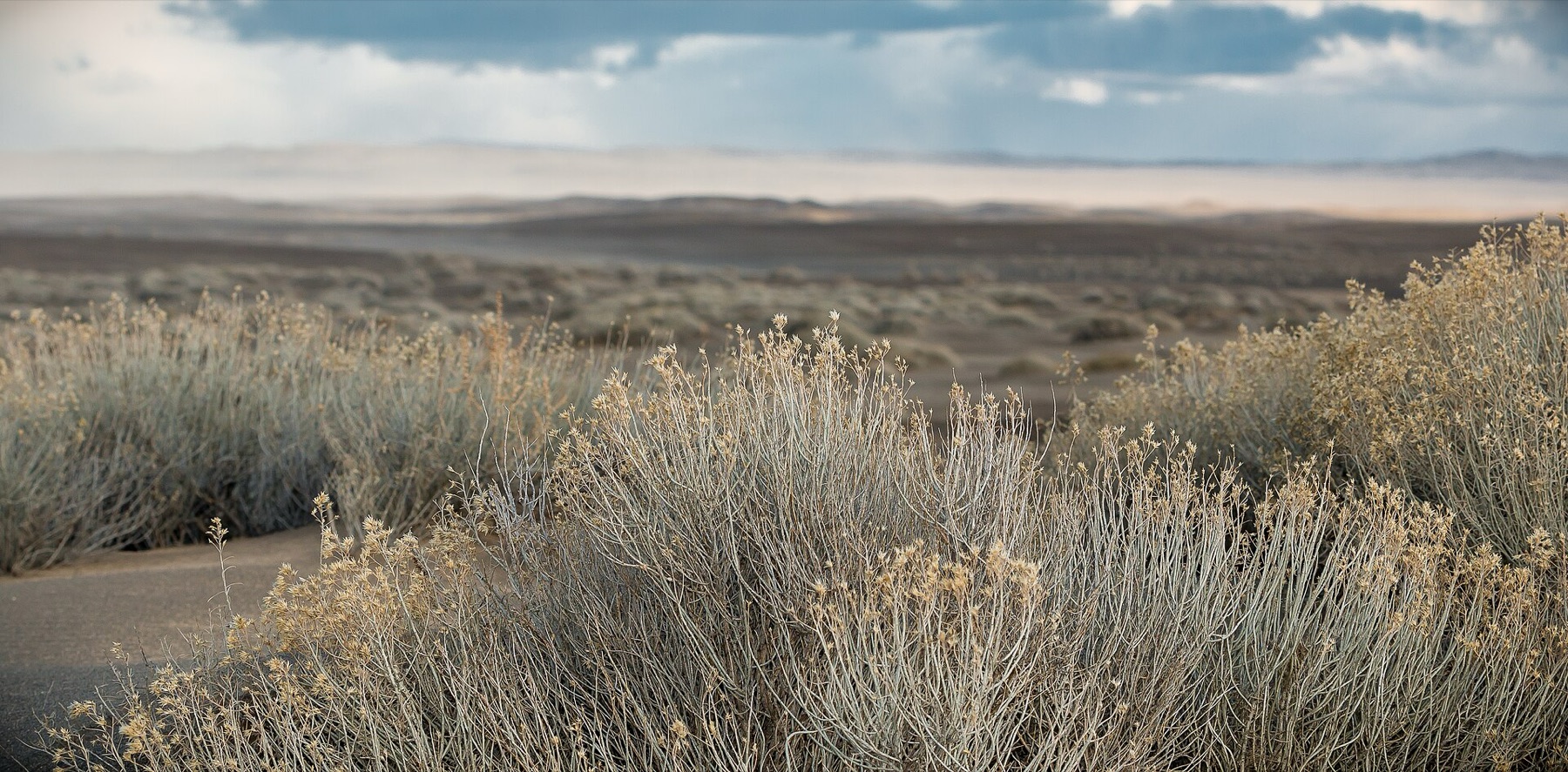 Rubber Rabbitbrush — photo 7
