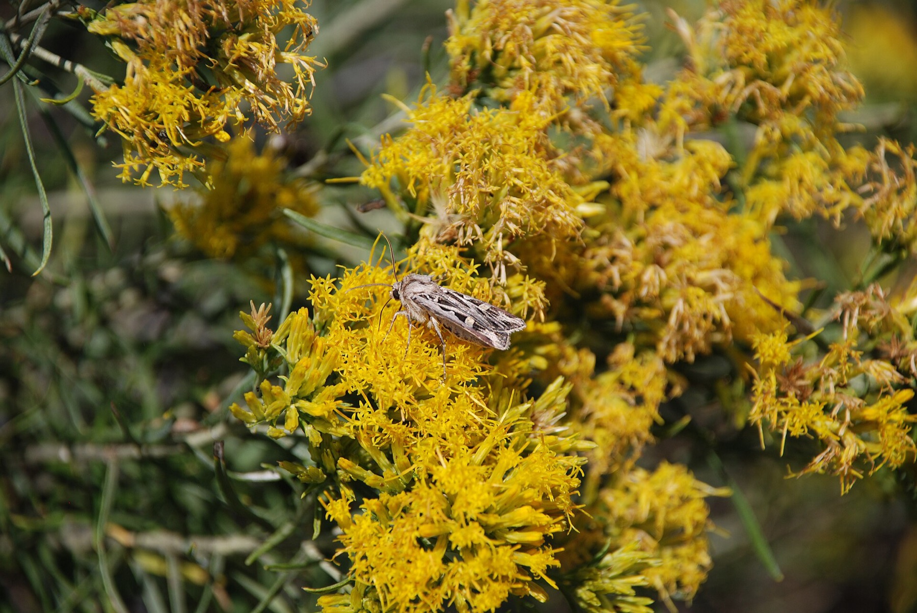 Rubber Rabbitbrush — photo 8
