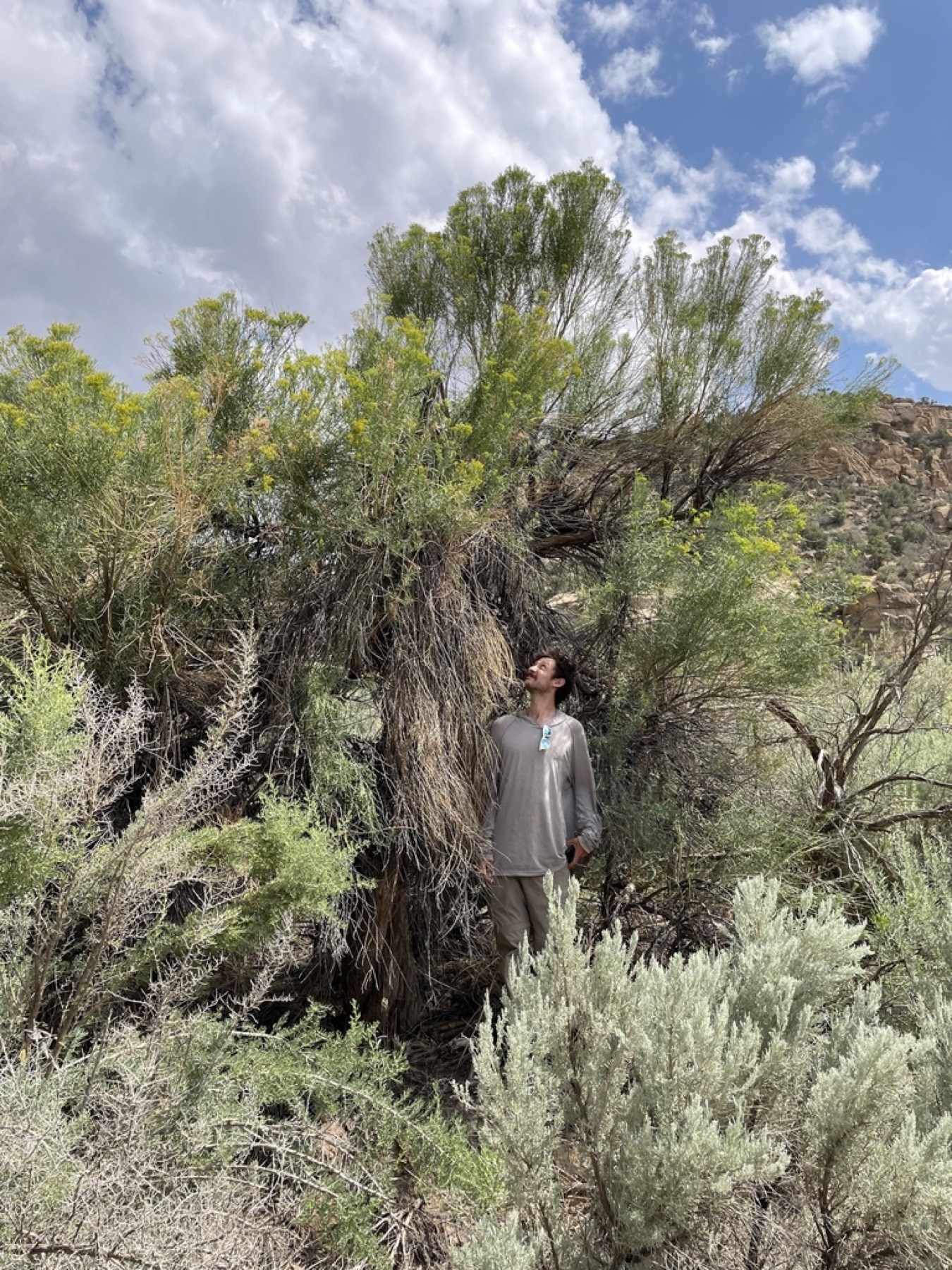 Rubber Rabbitbrush — photo 9
