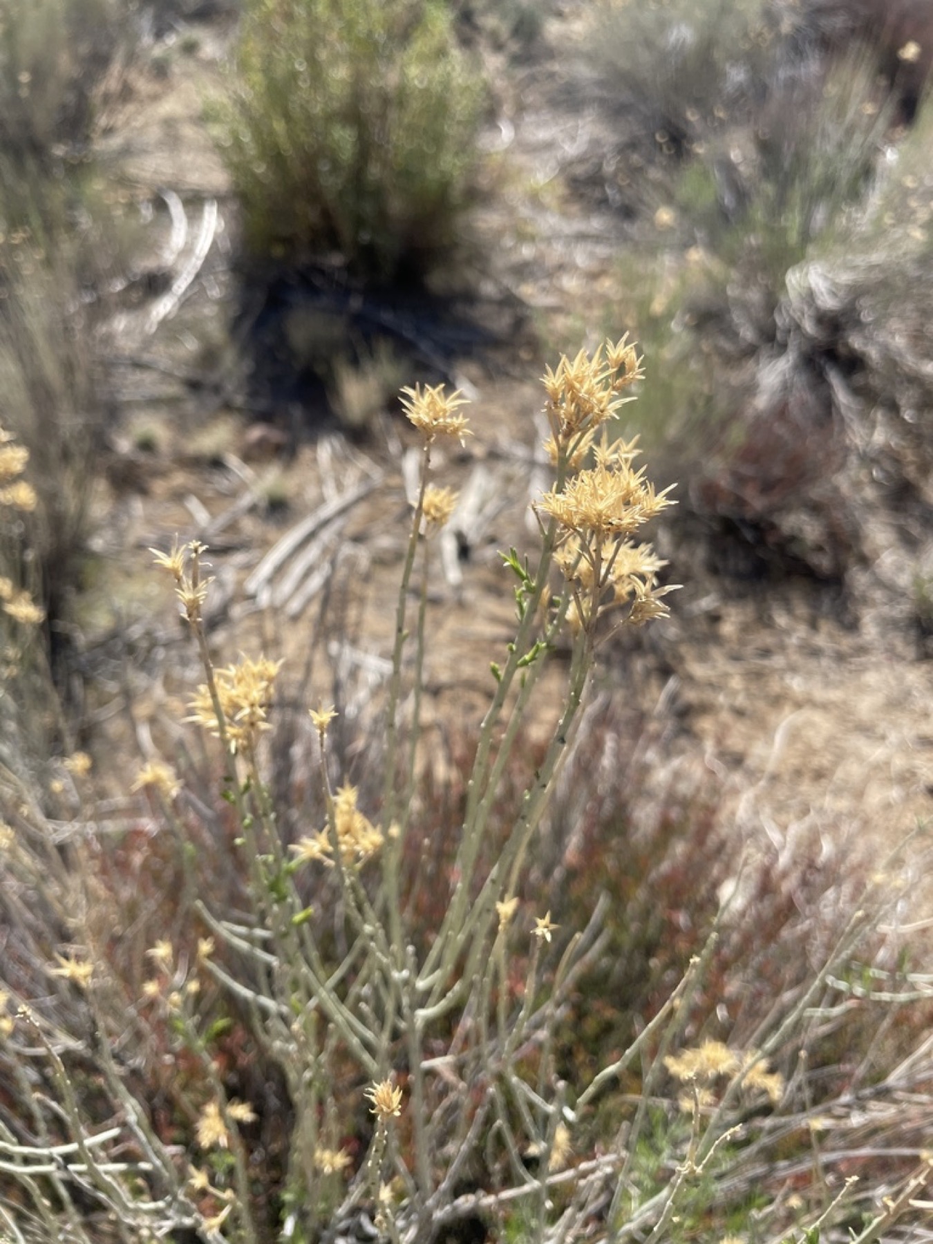 Rubber Rabbitbrush — photo 10