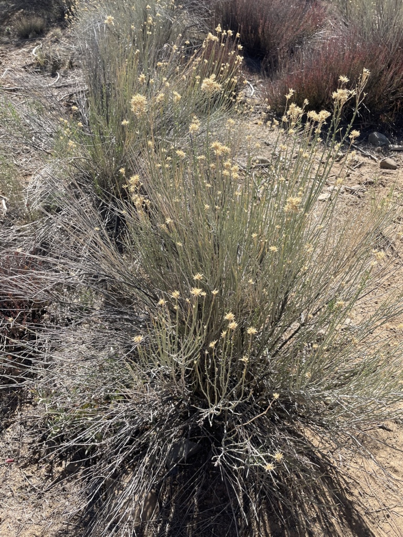Rubber Rabbitbrush — photo 11