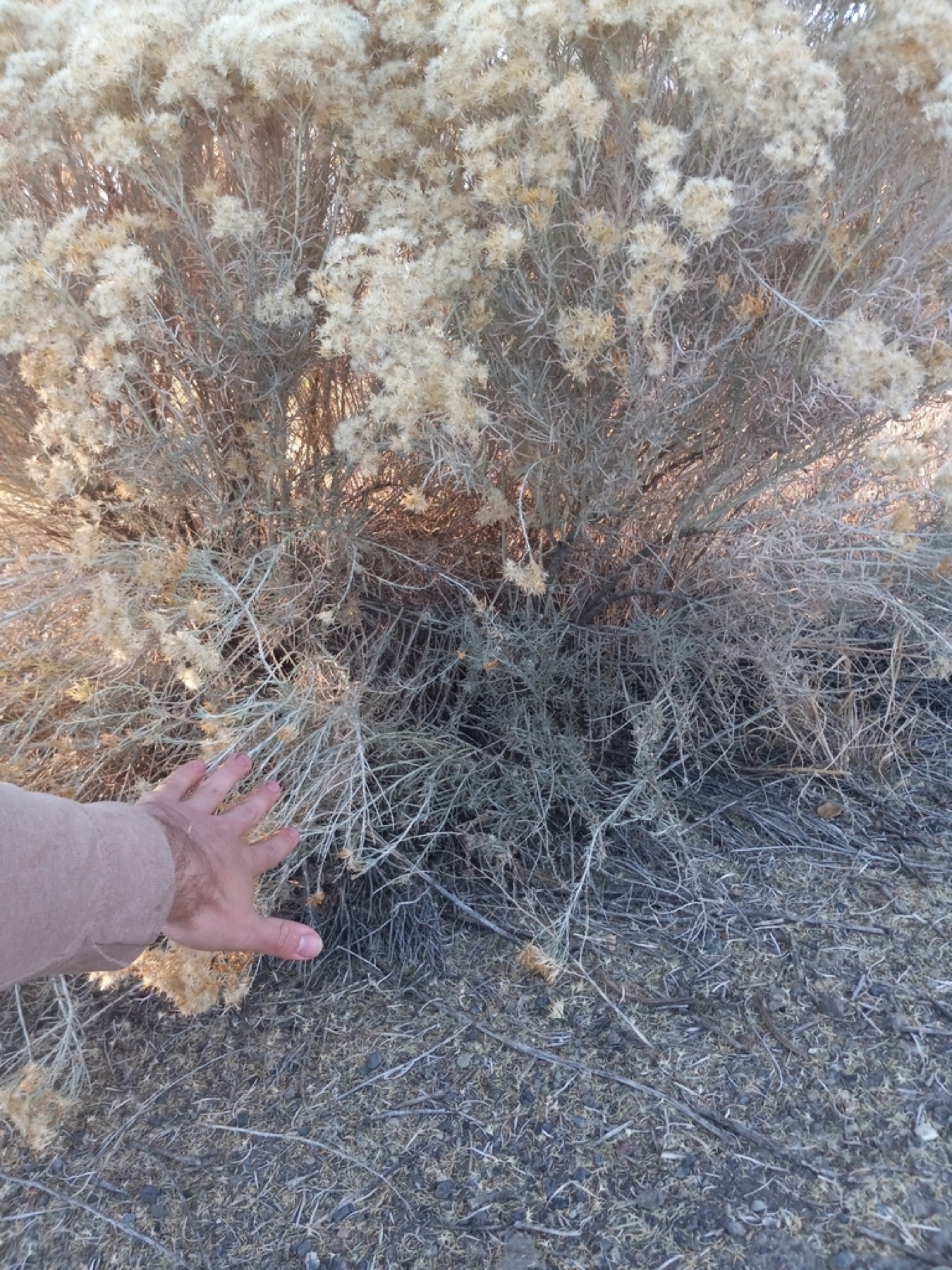 Rubber Rabbitbrush — photo 12