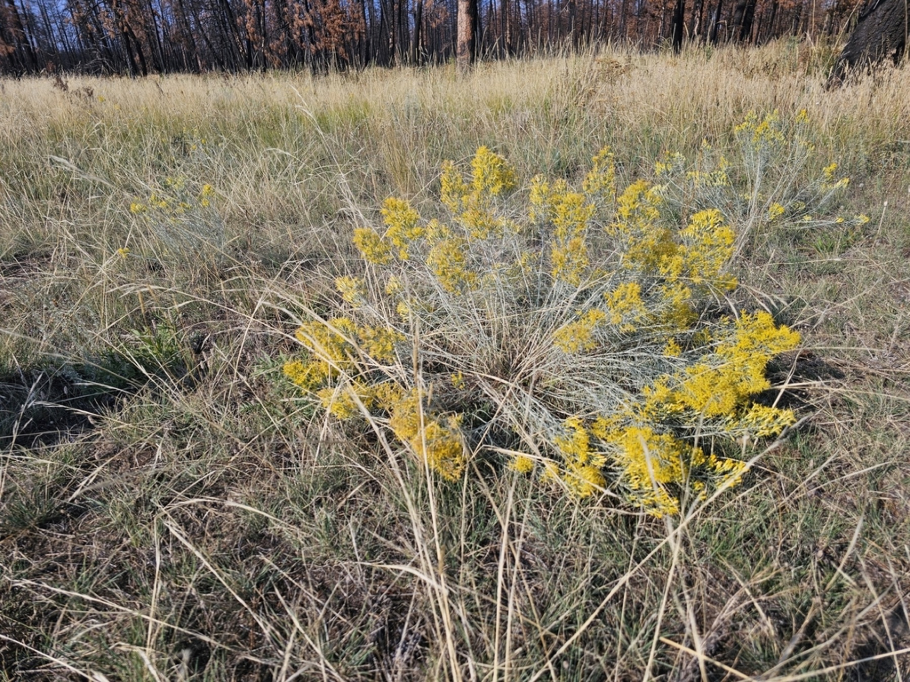 Rubber Rabbitbrush — photo 13