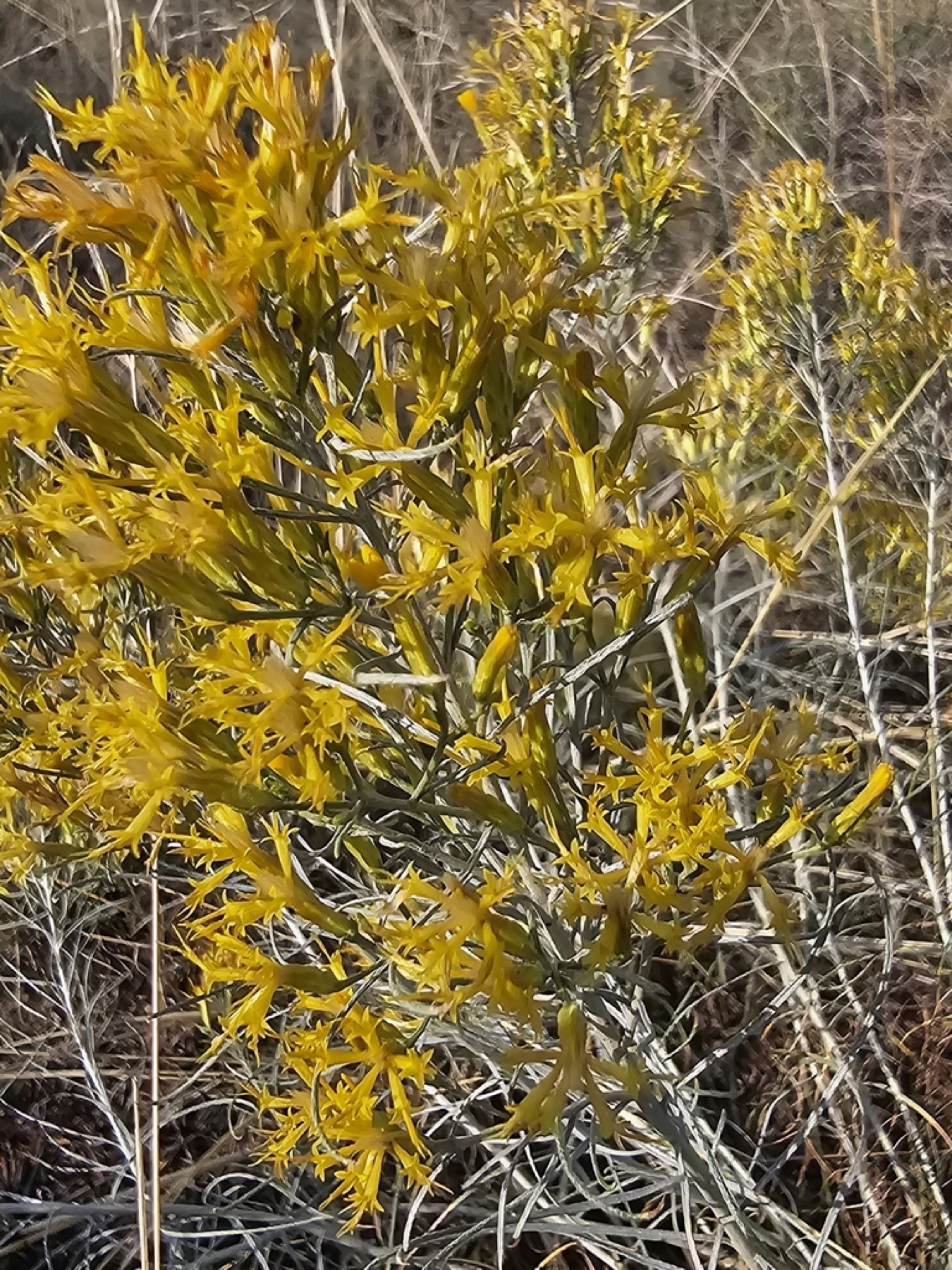 Rubber Rabbitbrush — photo 14