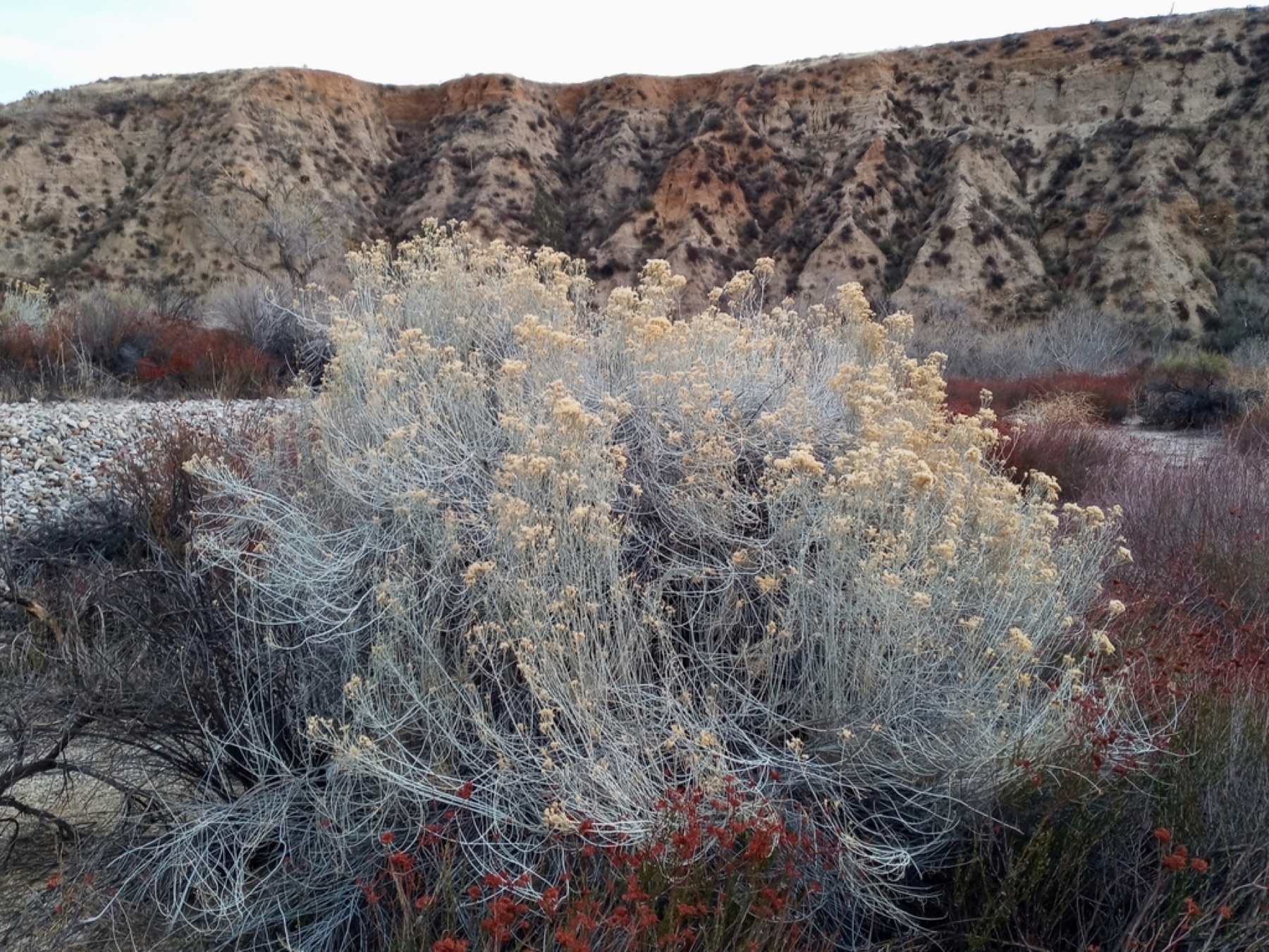 Rubber Rabbitbrush — photo 15