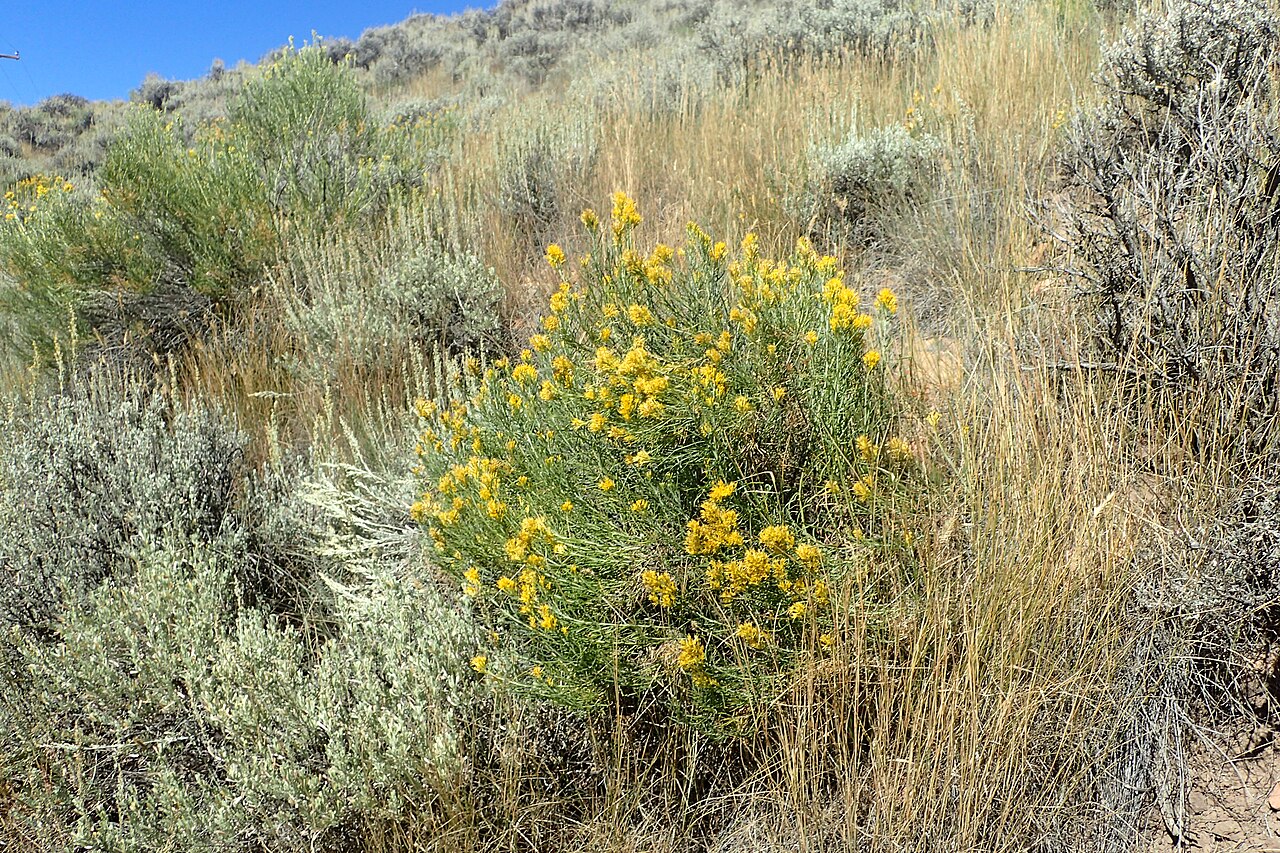 Rubber Rabbitbrush — photo 22