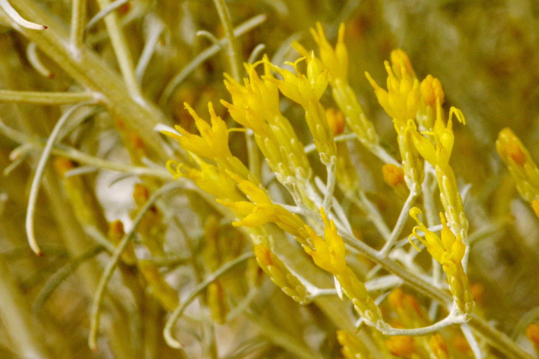 Rubber Rabbitbrush — photo 16