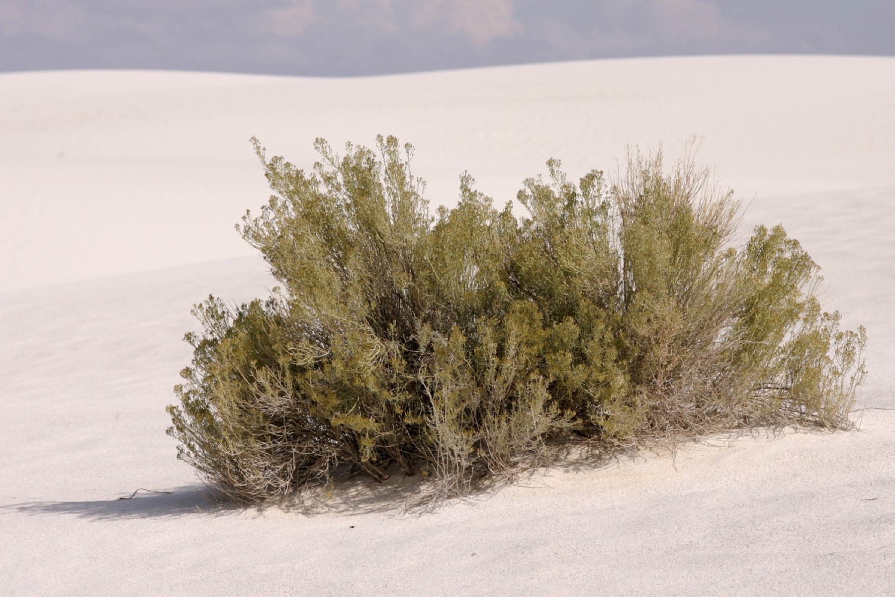 Rubber Rabbitbrush — photo 17