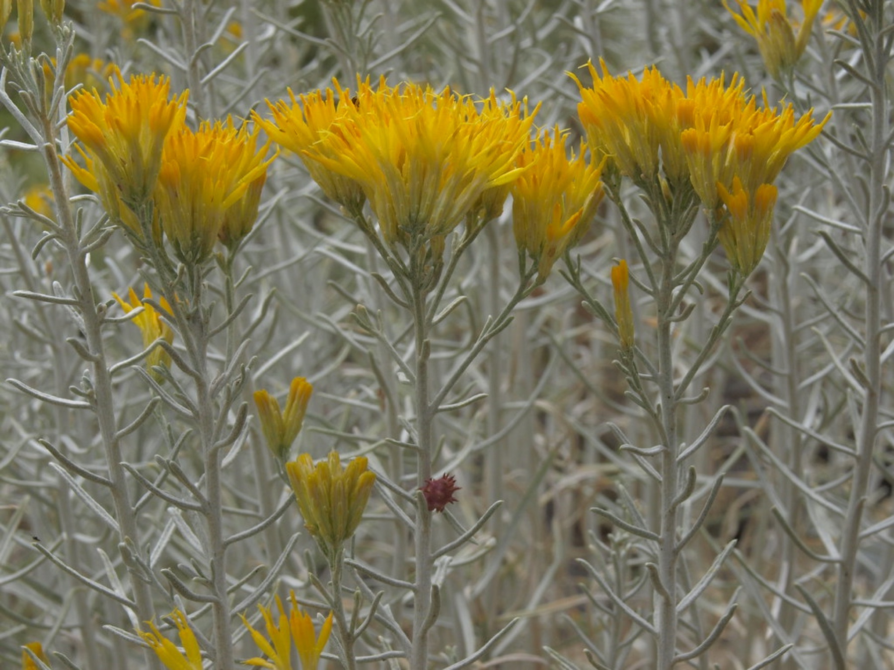Rubber Rabbitbrush — photo 18