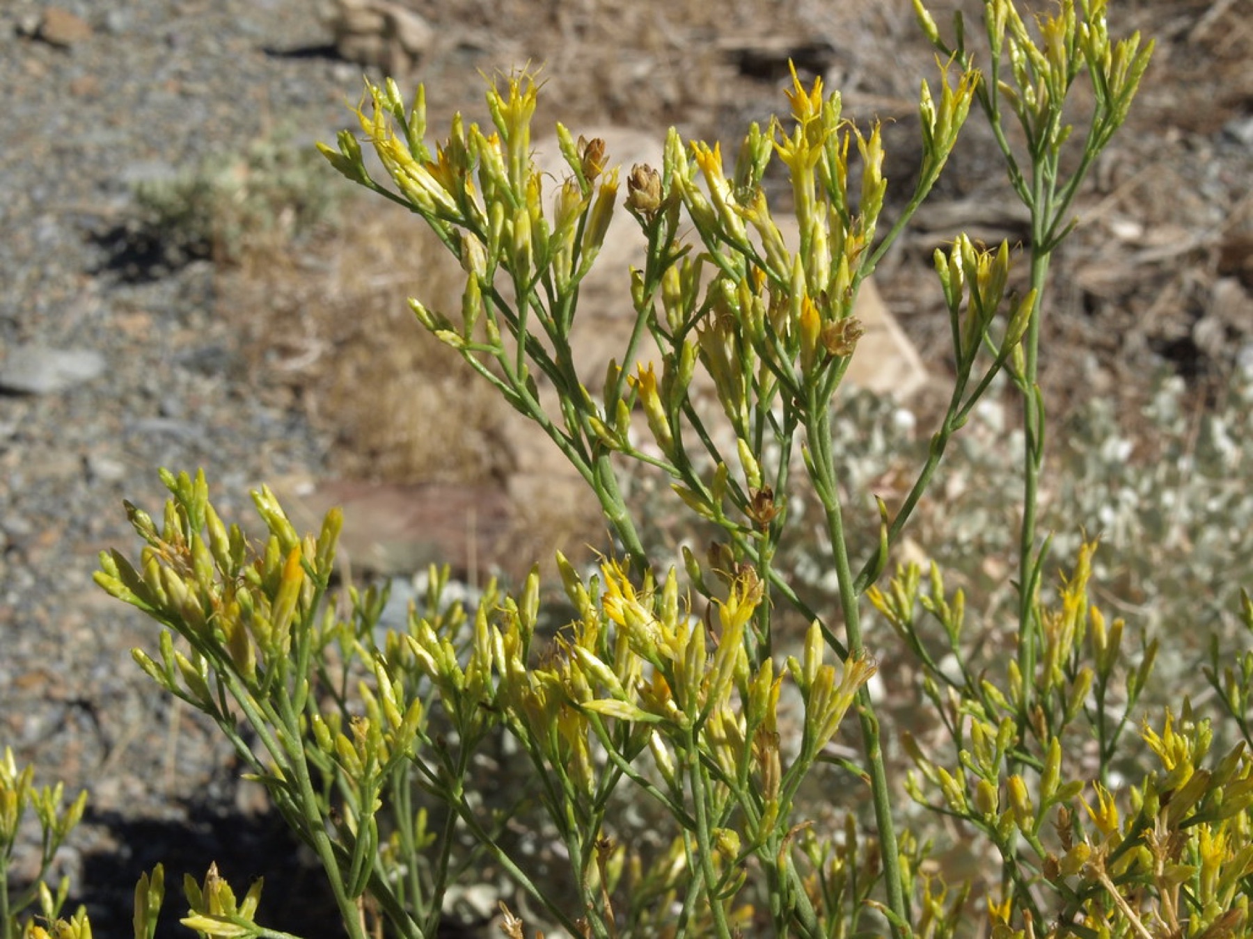 Rubber Rabbitbrush — photo 19