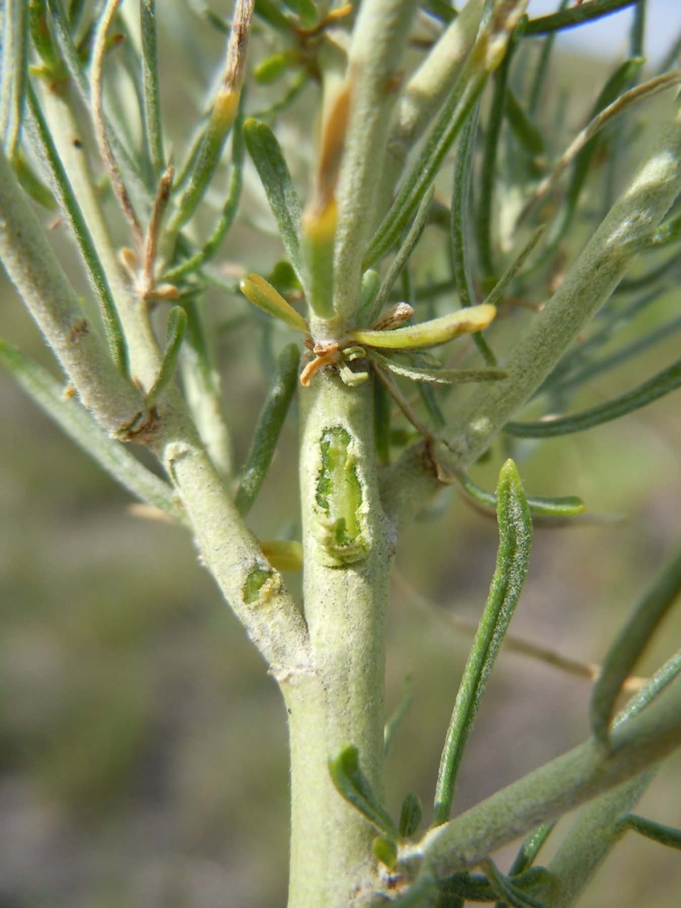Rubber Rabbitbrush — photo 20