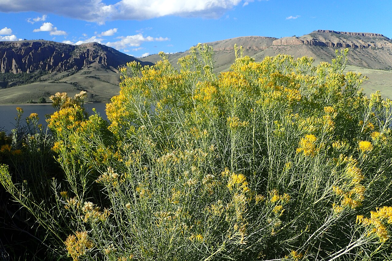 Rubber Rabbitbrush — photo 23