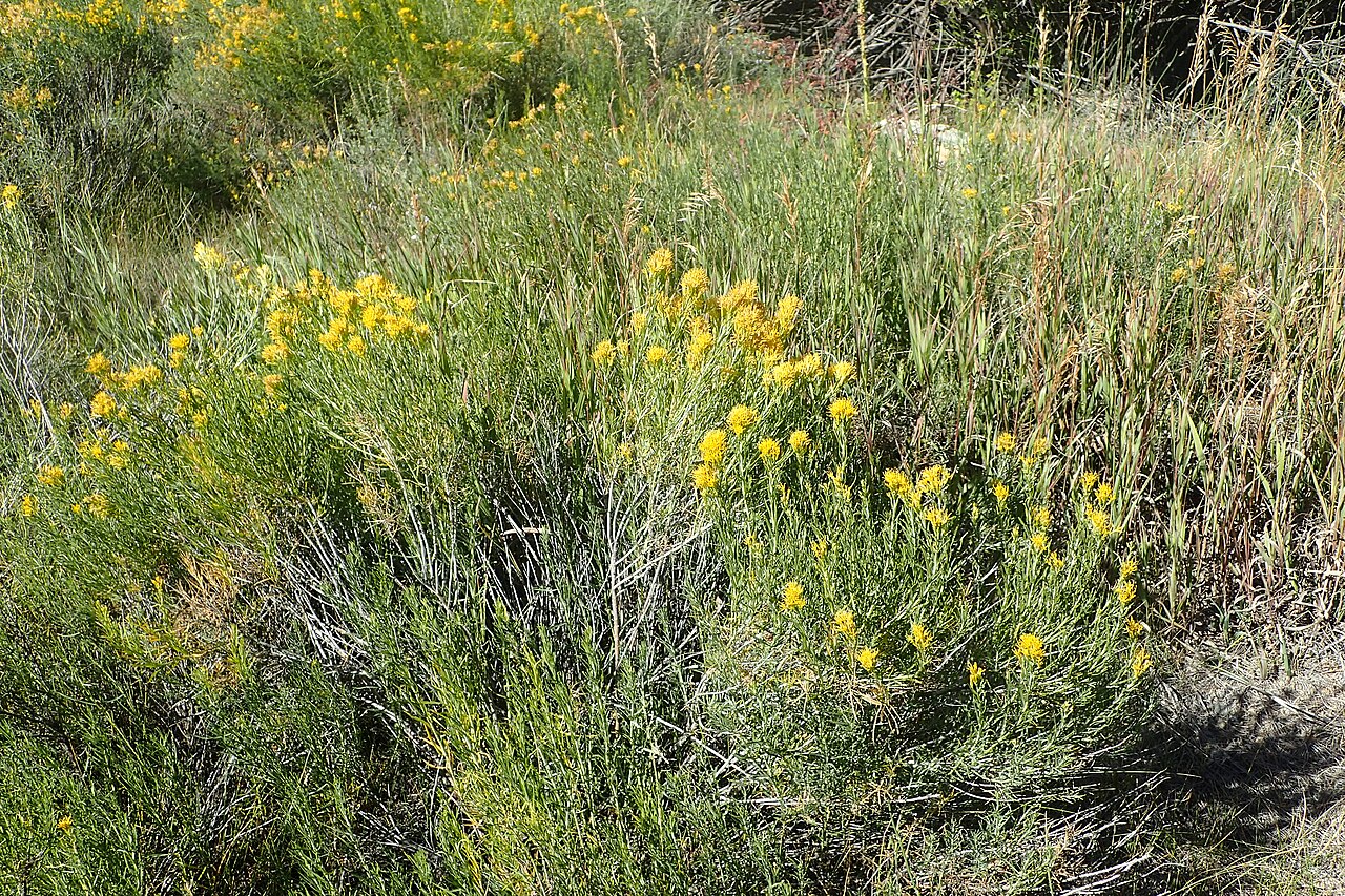 Rubber Rabbitbrush — photo 24