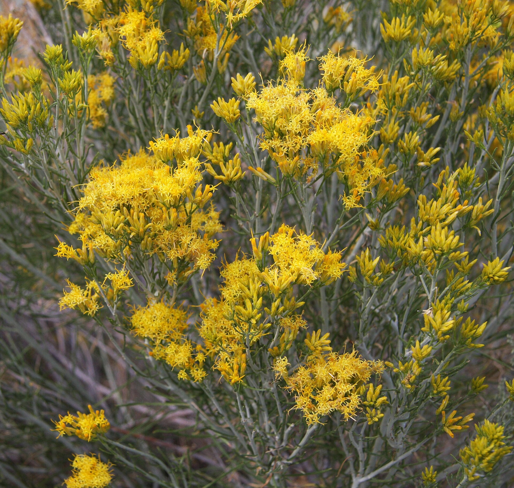 Rubber Rabbitbrush — photo 1