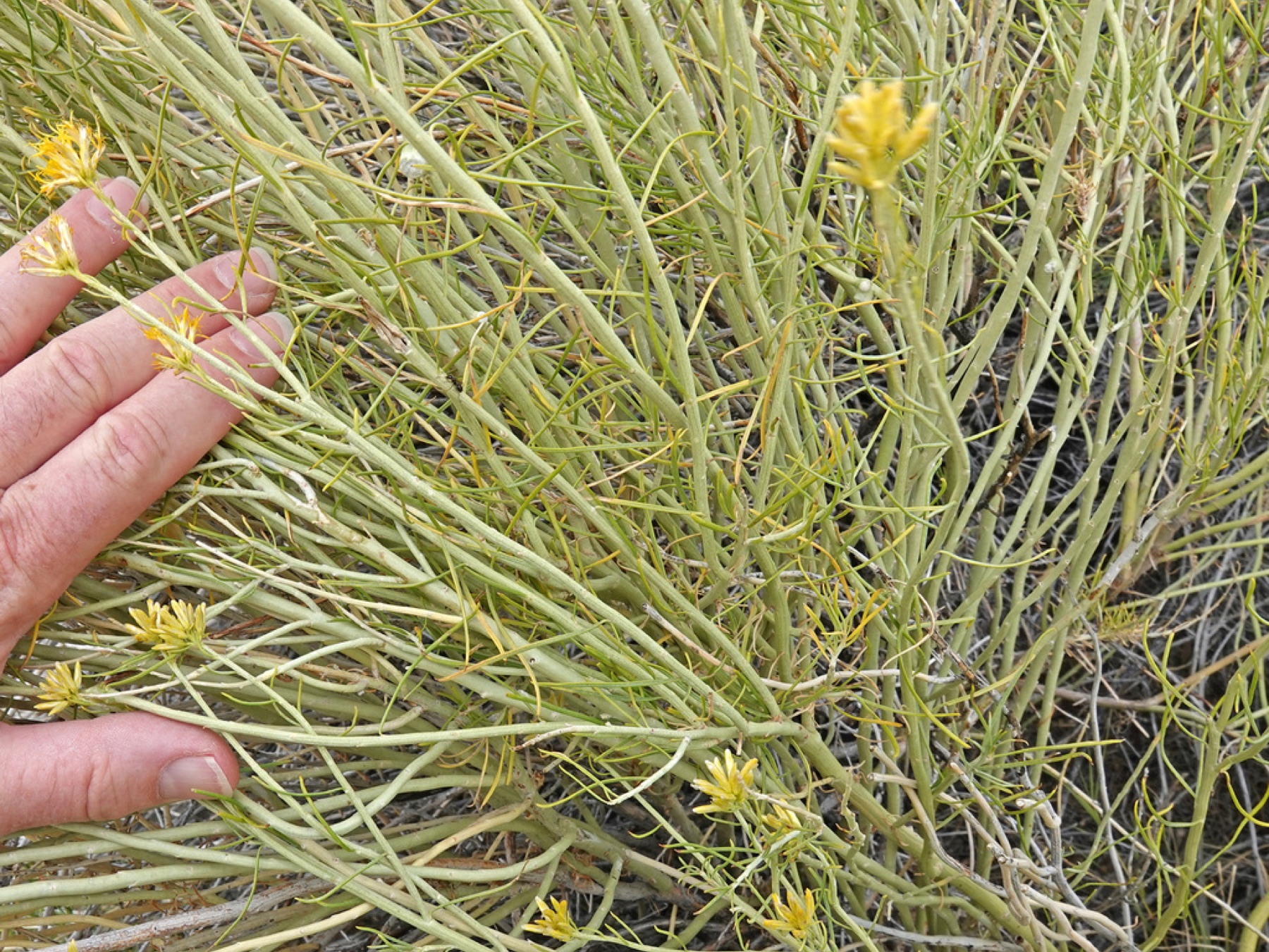 Rubber Rabbitbrush — photo 2