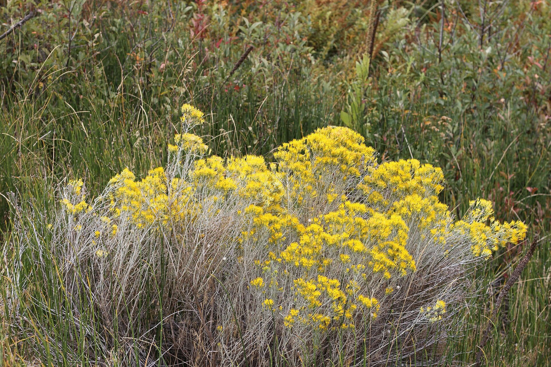Rubber Rabbitbrush — photo 3