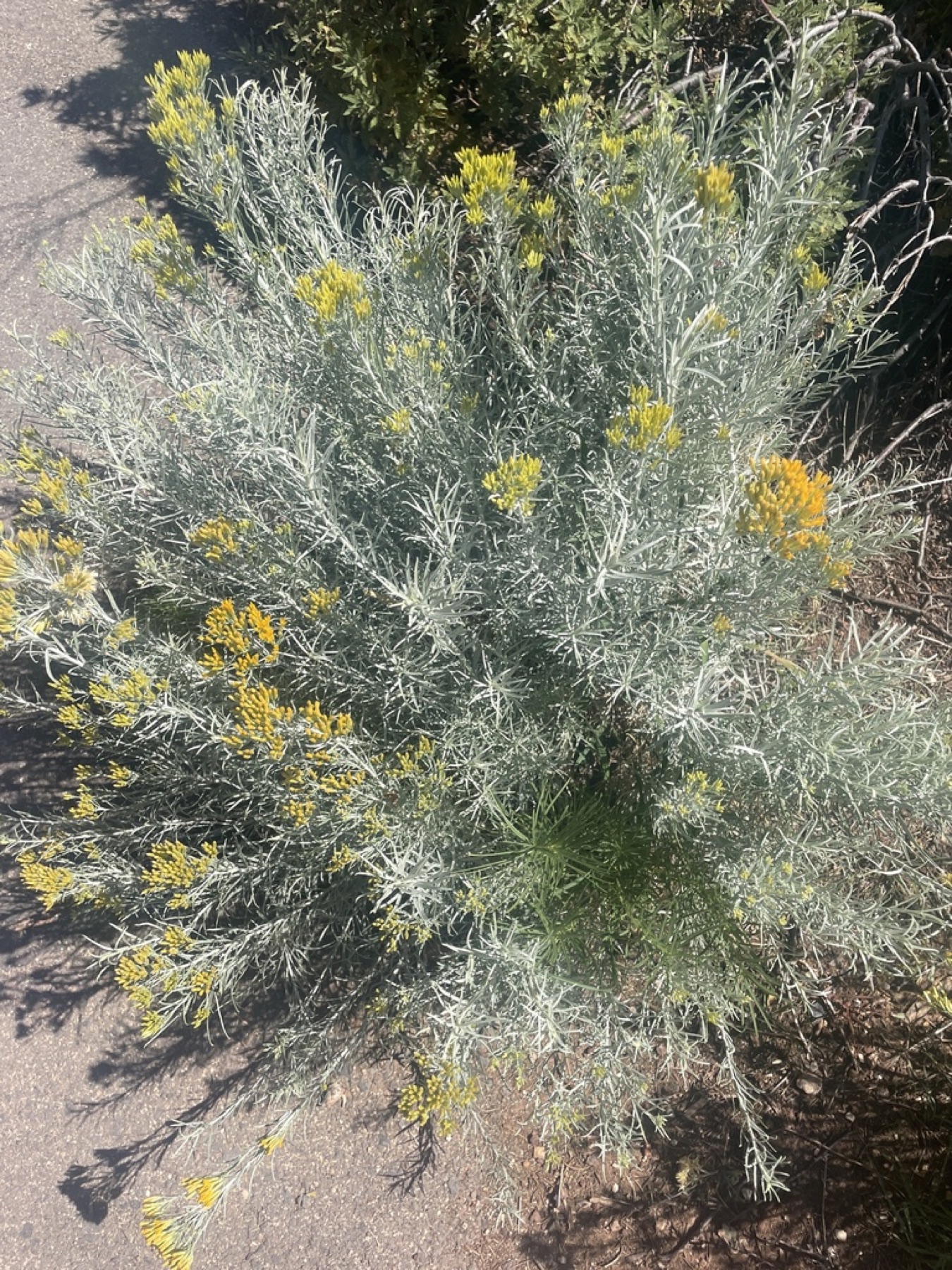Rubber Rabbitbrush — photo 4