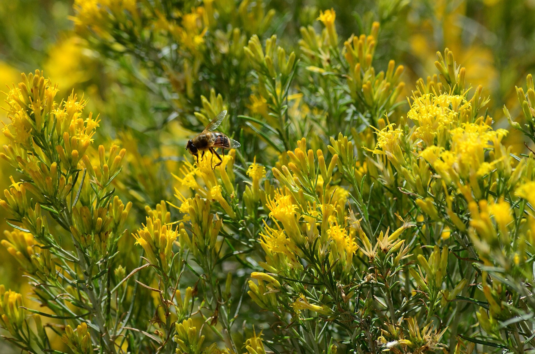 Rubber Rabbitbrush — photo 5