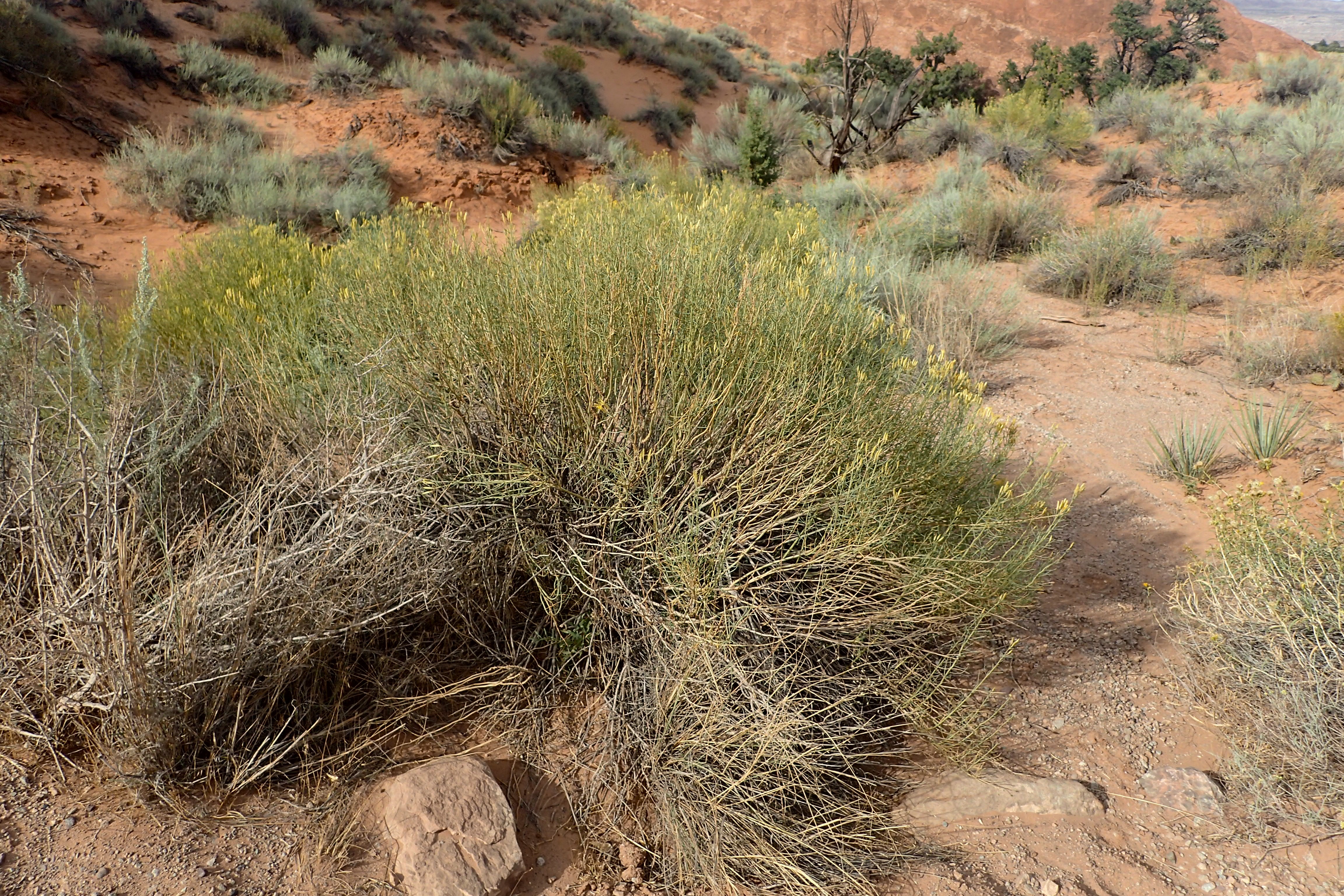 Rubber Rabbitbrush — photo 21