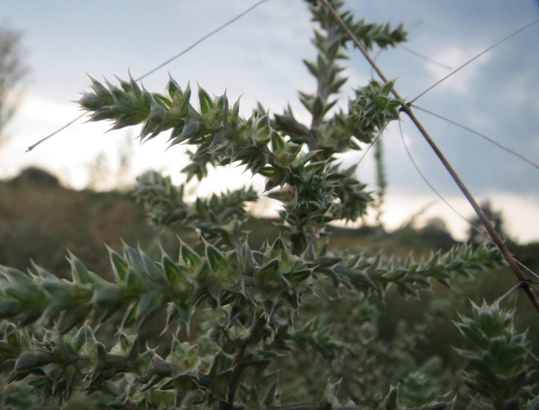 Russian Thistle — photo 7