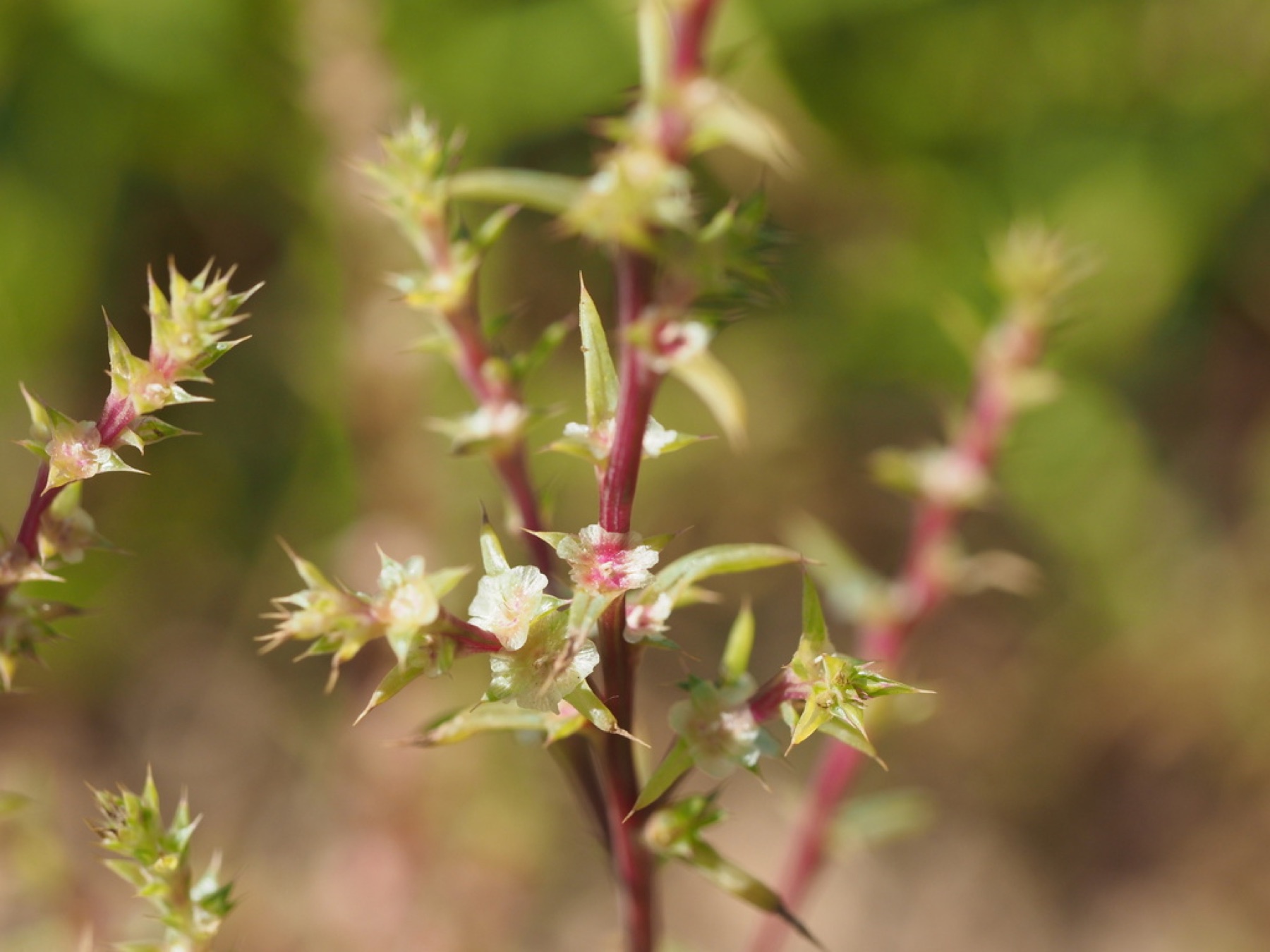 Russian Thistle — photo 8