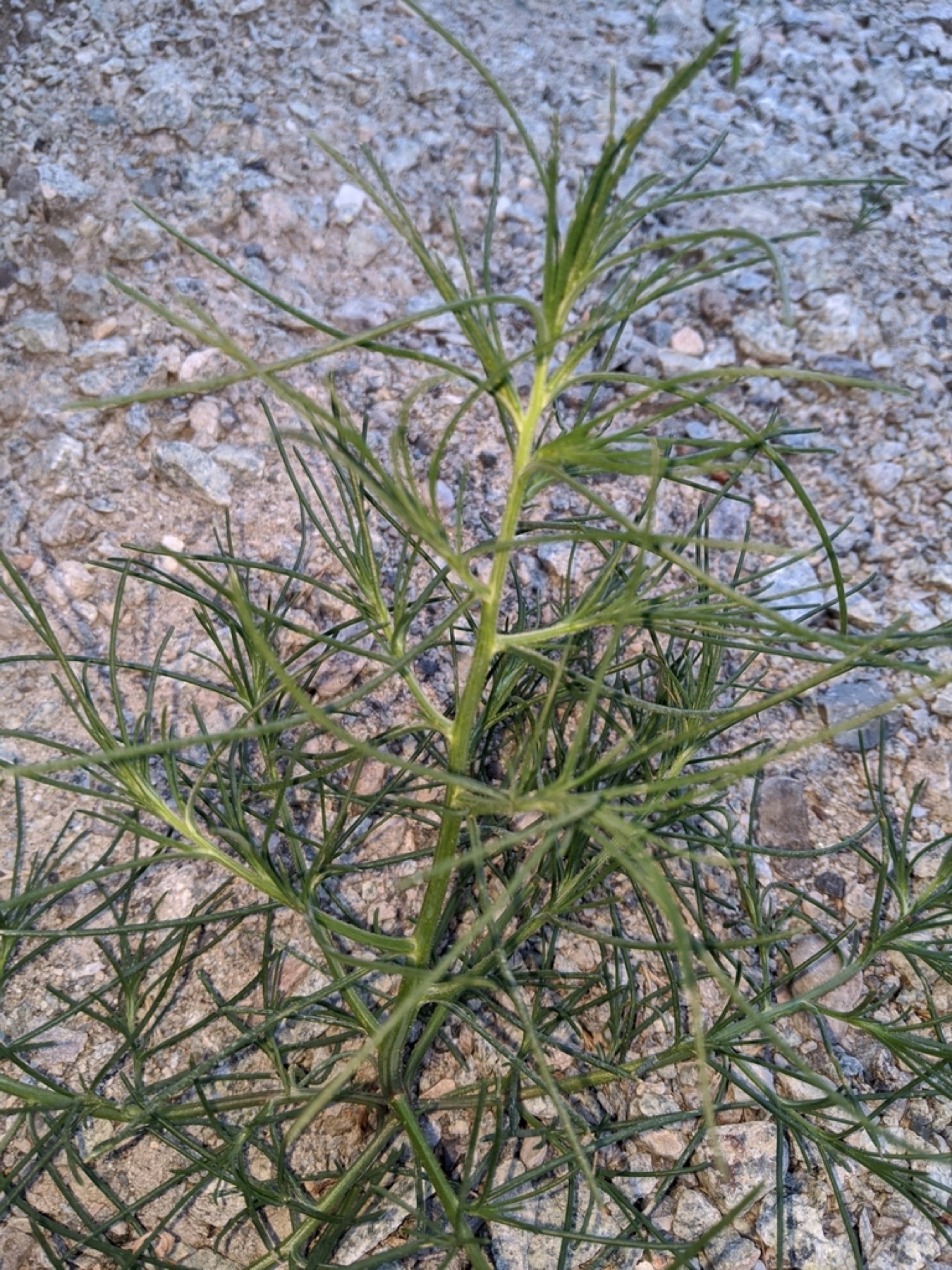 Russian Thistle — photo 9