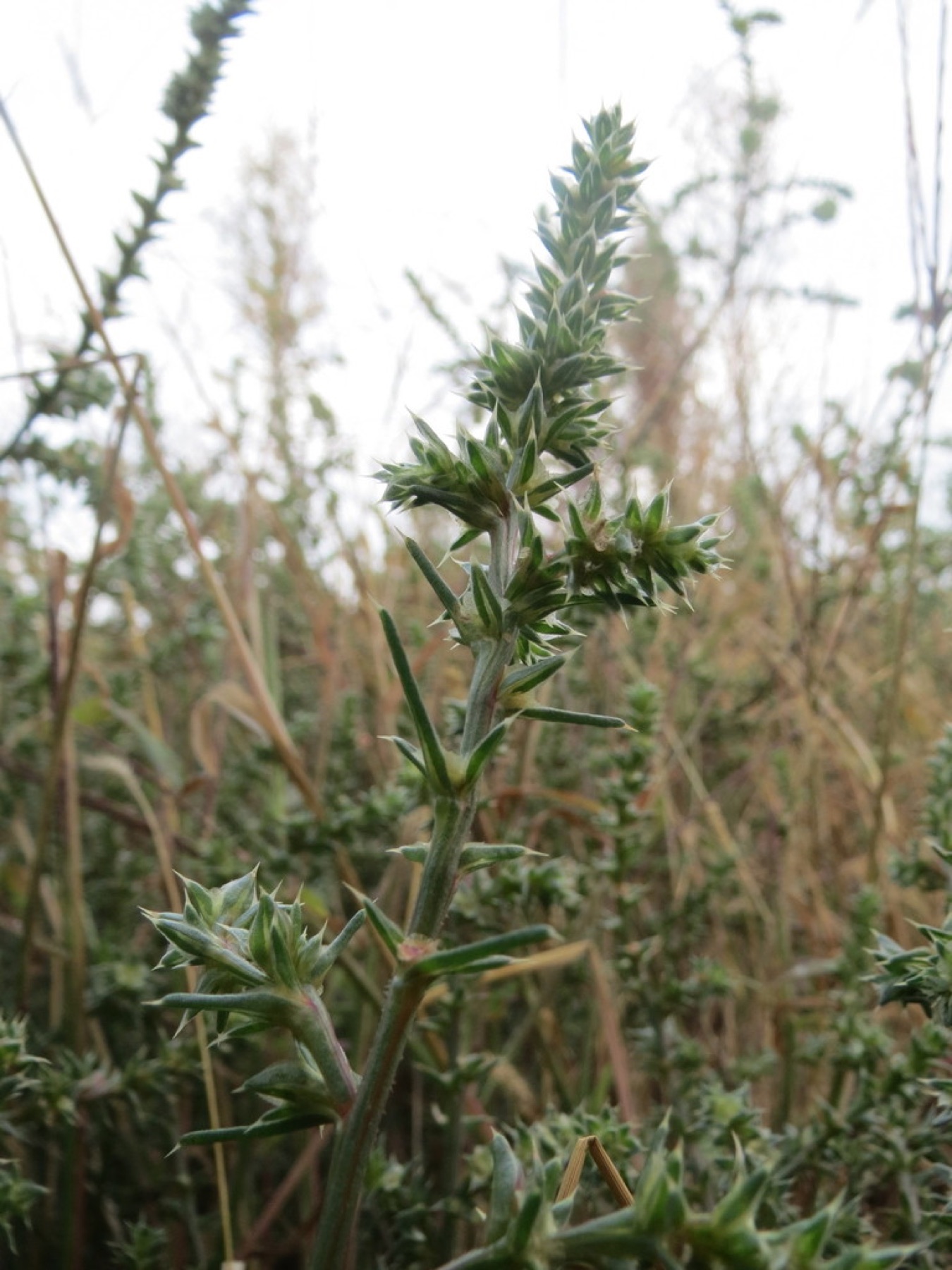 Russian Thistle — photo 10