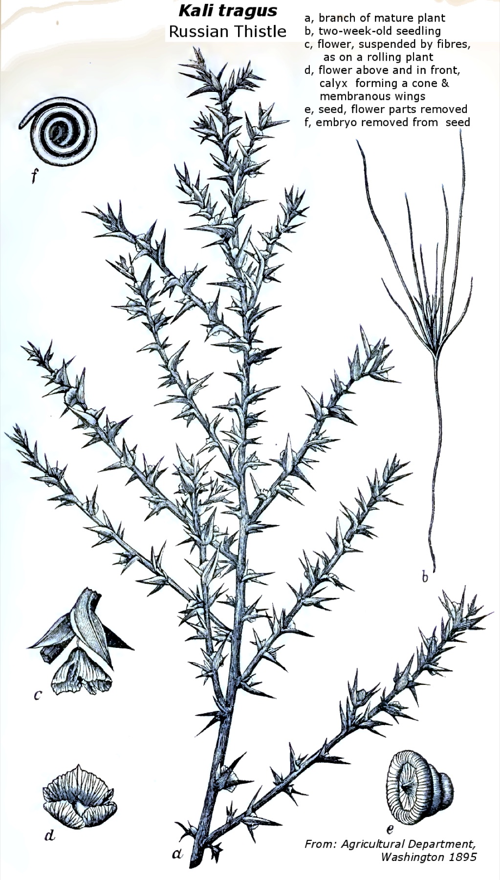 Russian Thistle — photo 11