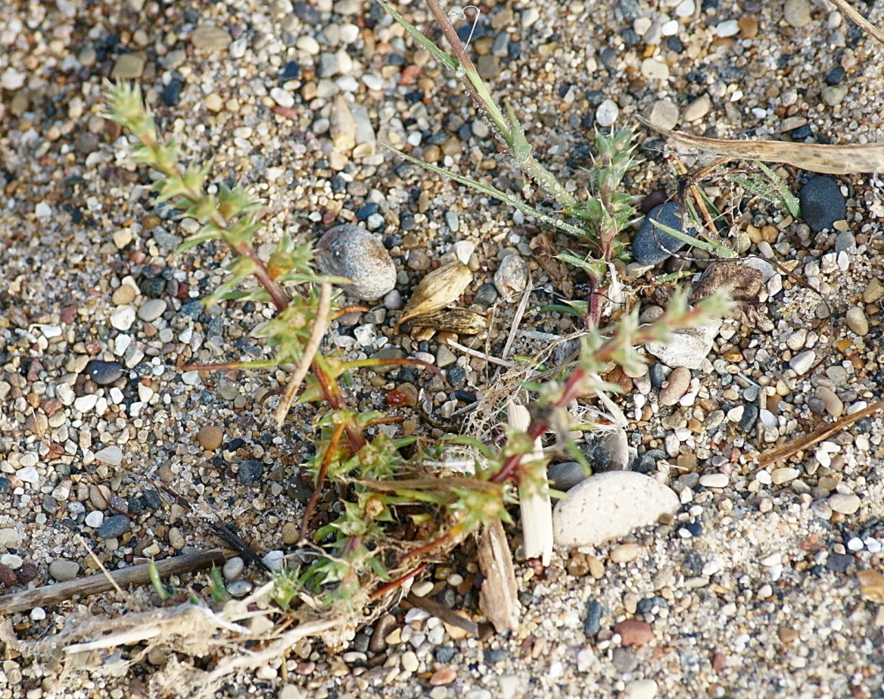 Russian Thistle — photo 12