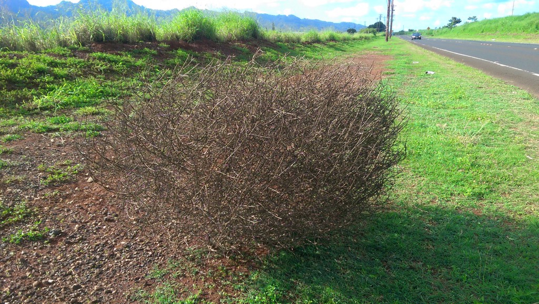 Russian Thistle — photo 13