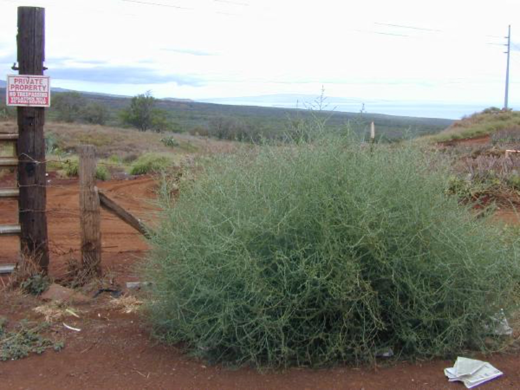 Russian Thistle — photo 15