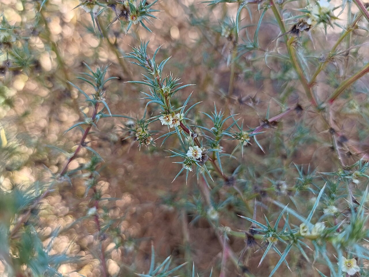 Russian Thistle — photo 24