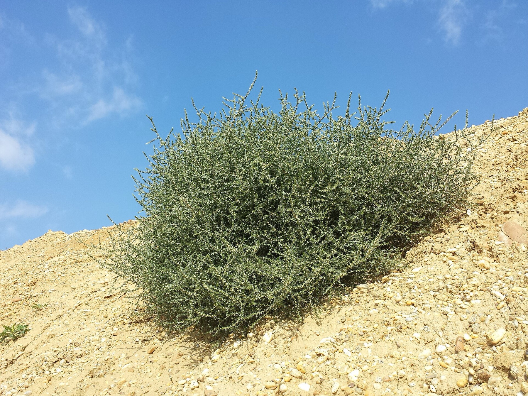 Russian Thistle — photo 16