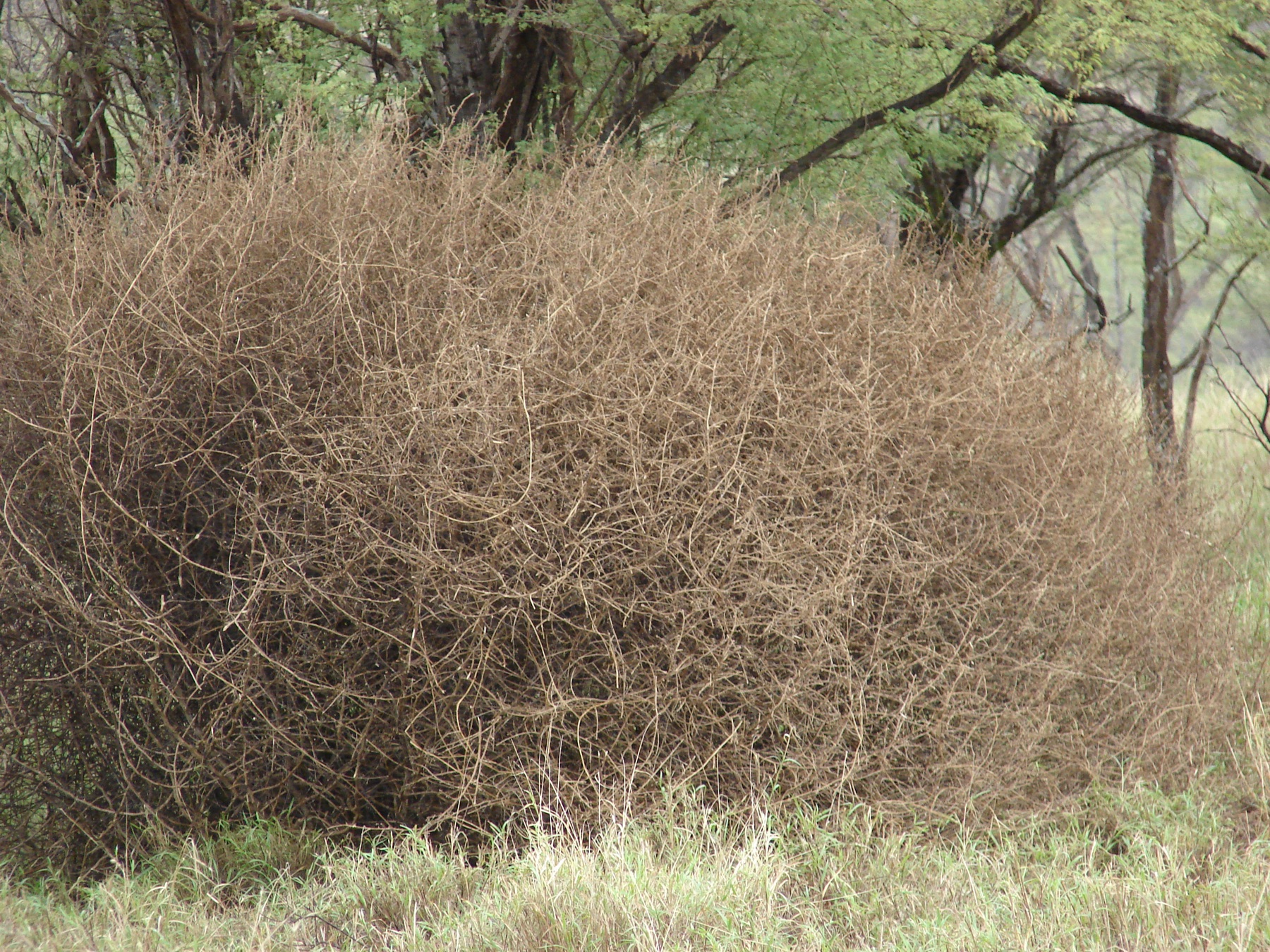 Russian Thistle — photo 17
