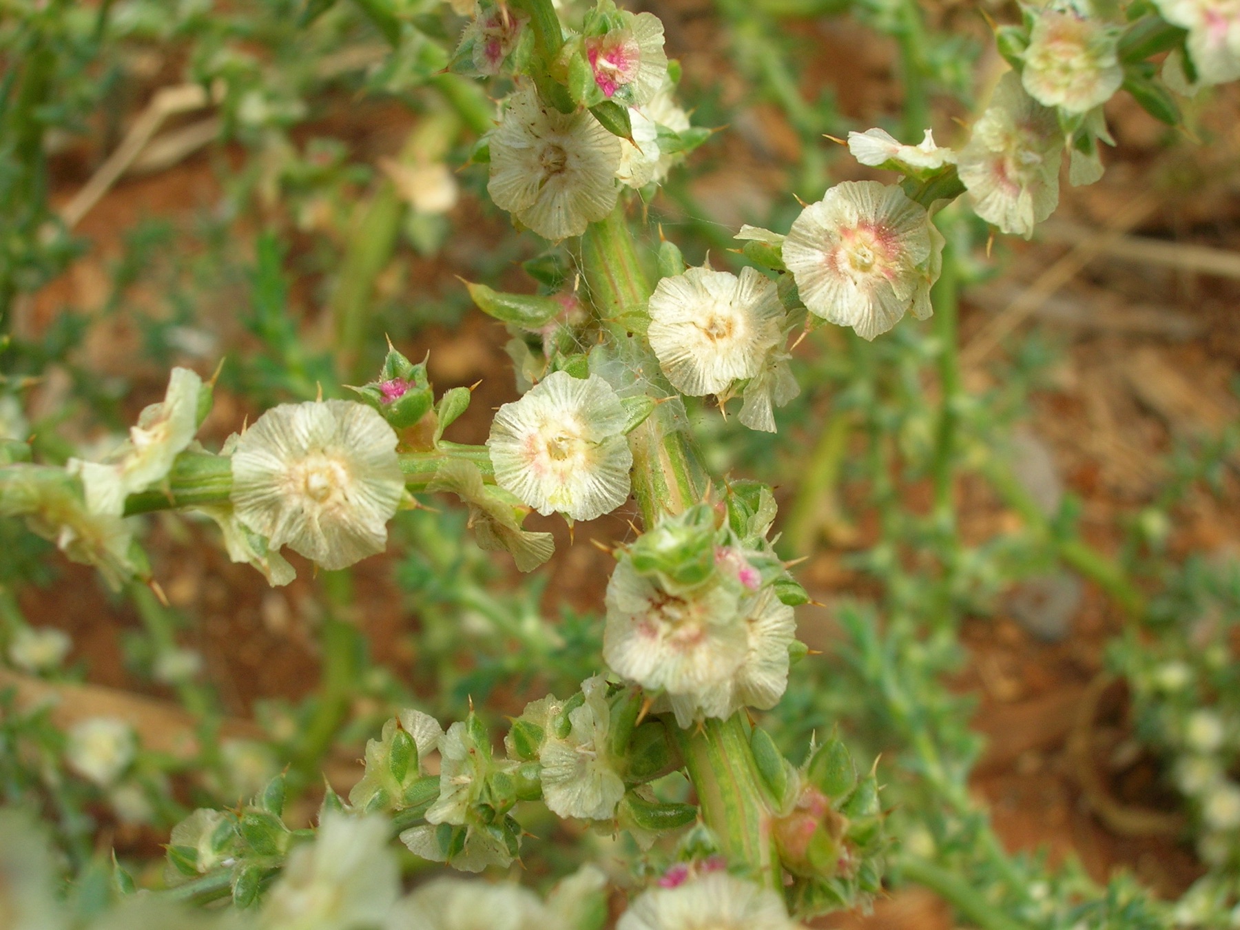 Russian Thistle — photo 18
