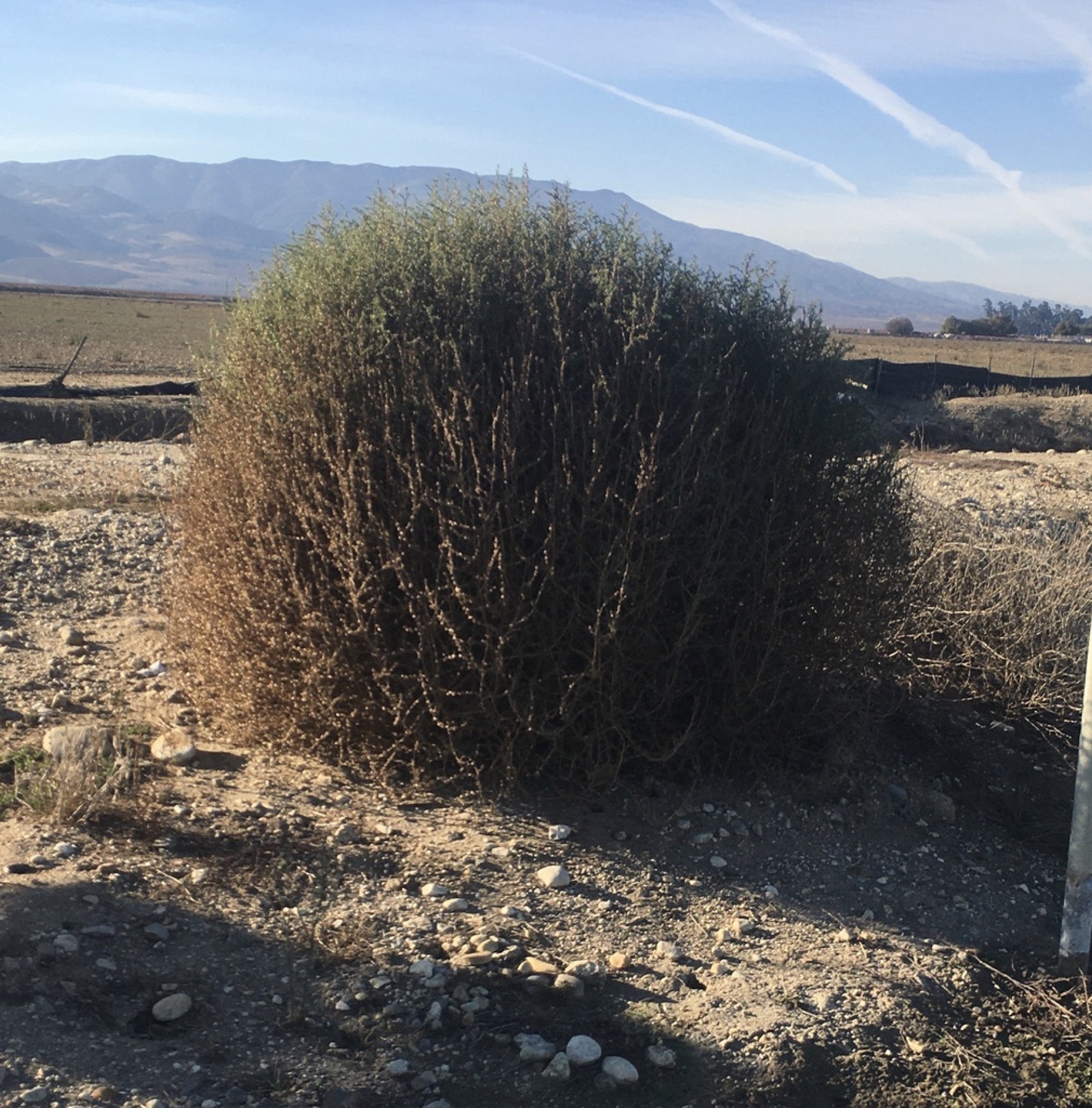 Russian Thistle — photo 19