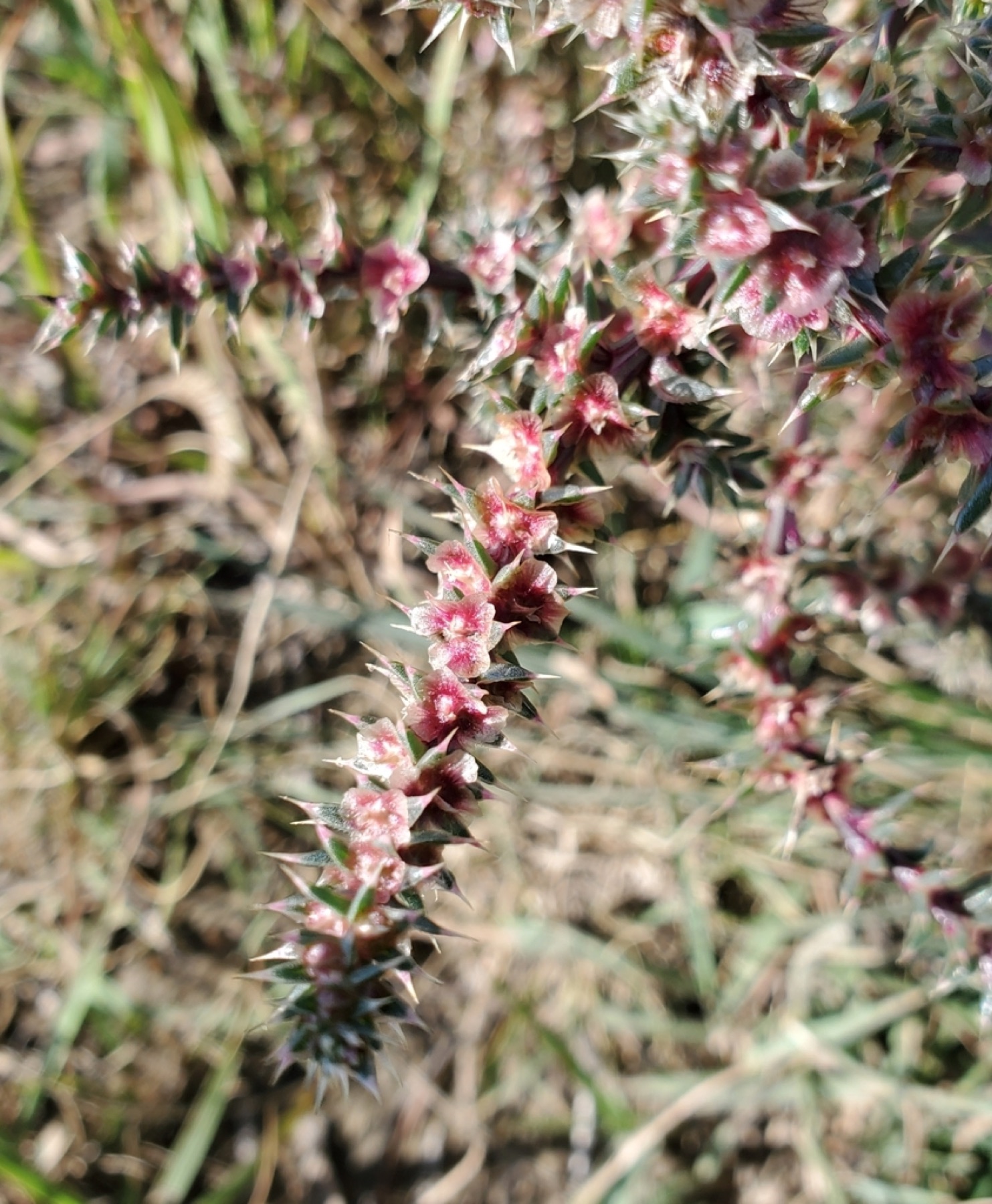 Russian Thistle — photo 21