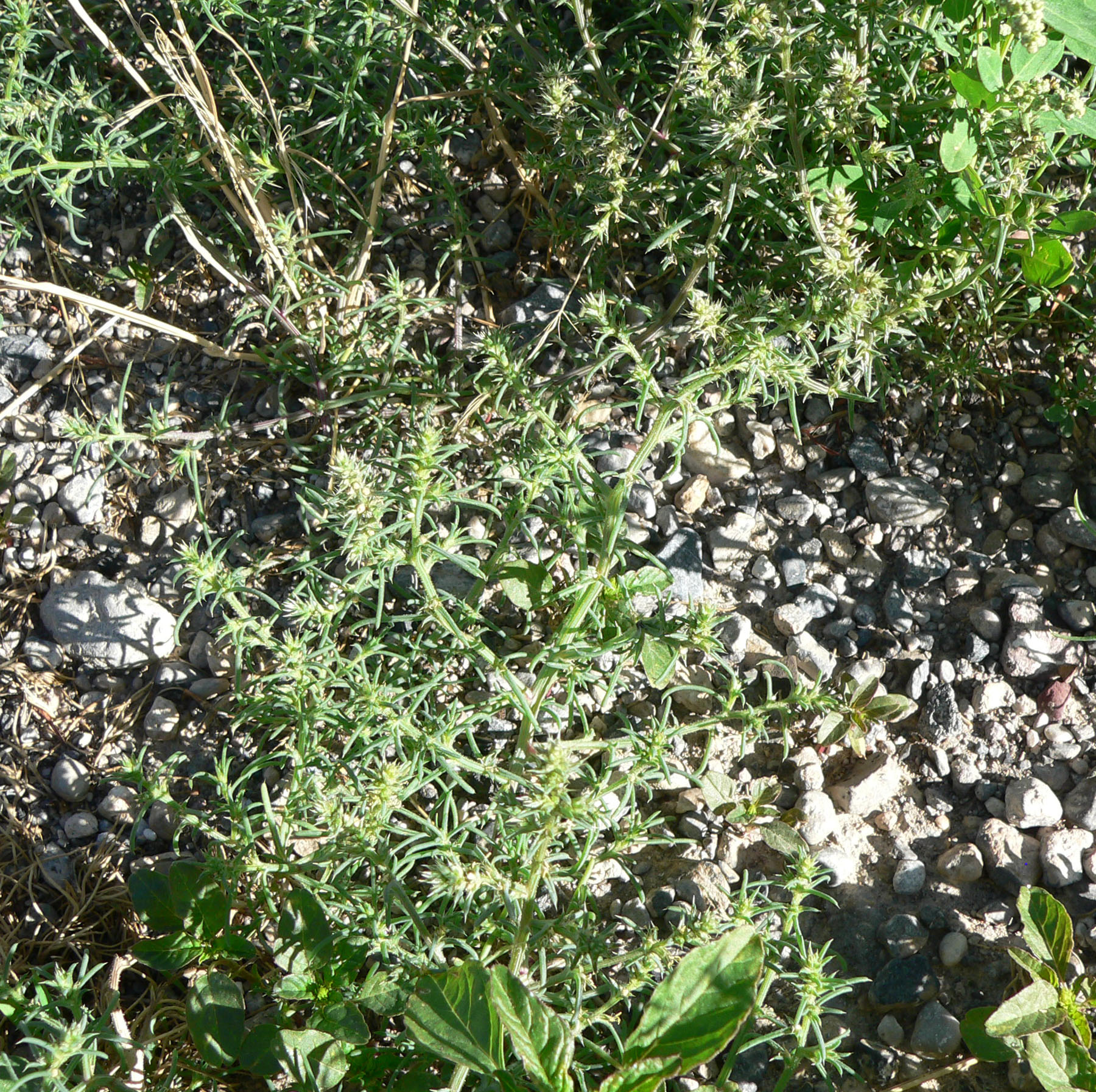 Russian Thistle — photo 22