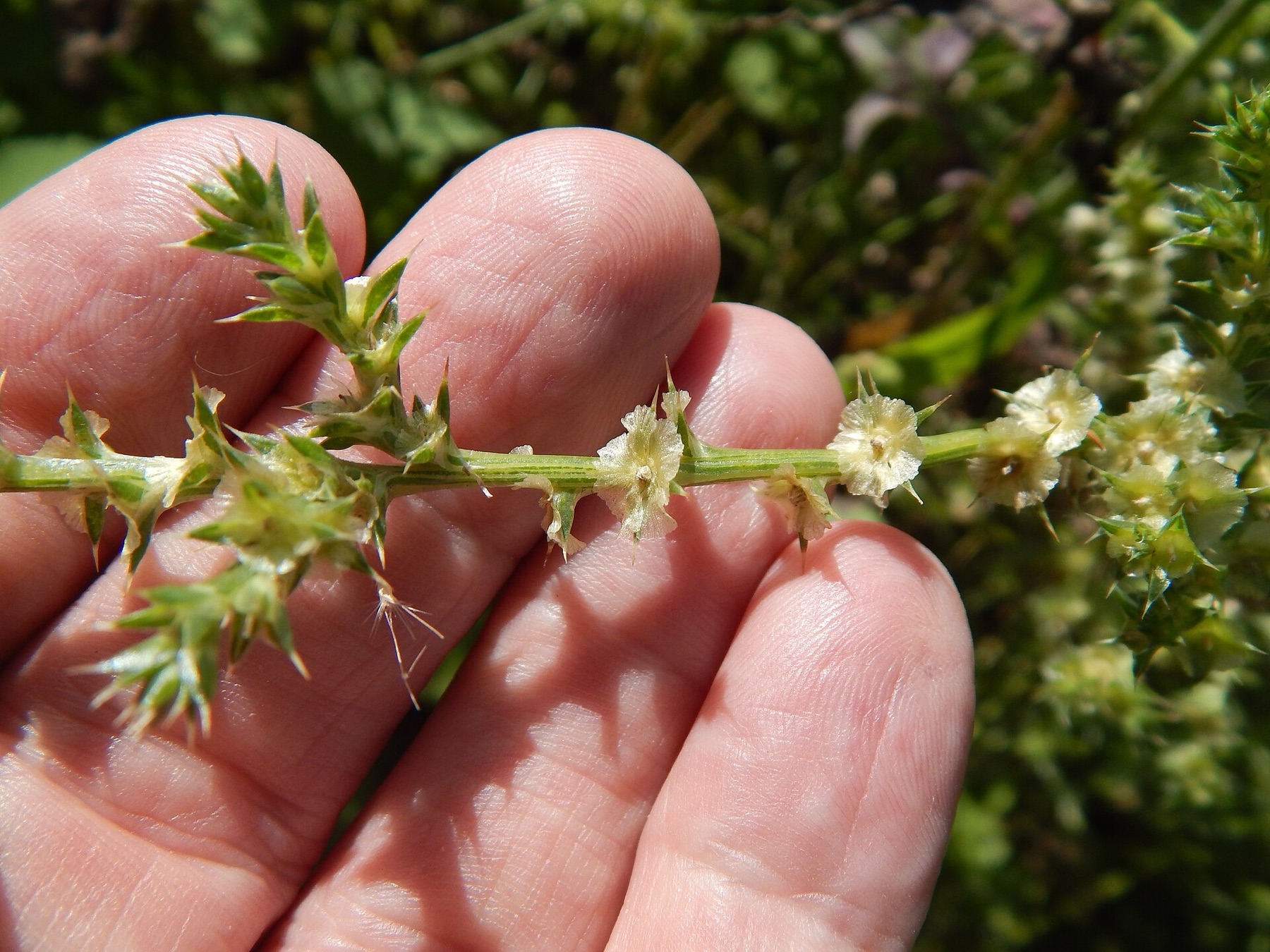 Russian Thistle