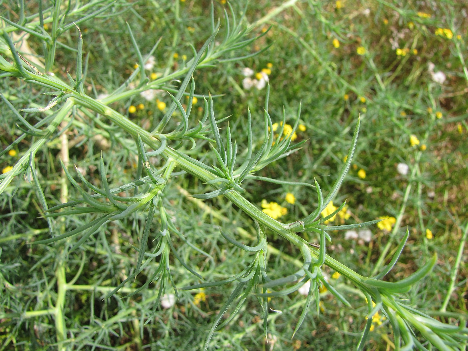 Russian Thistle — photo 2