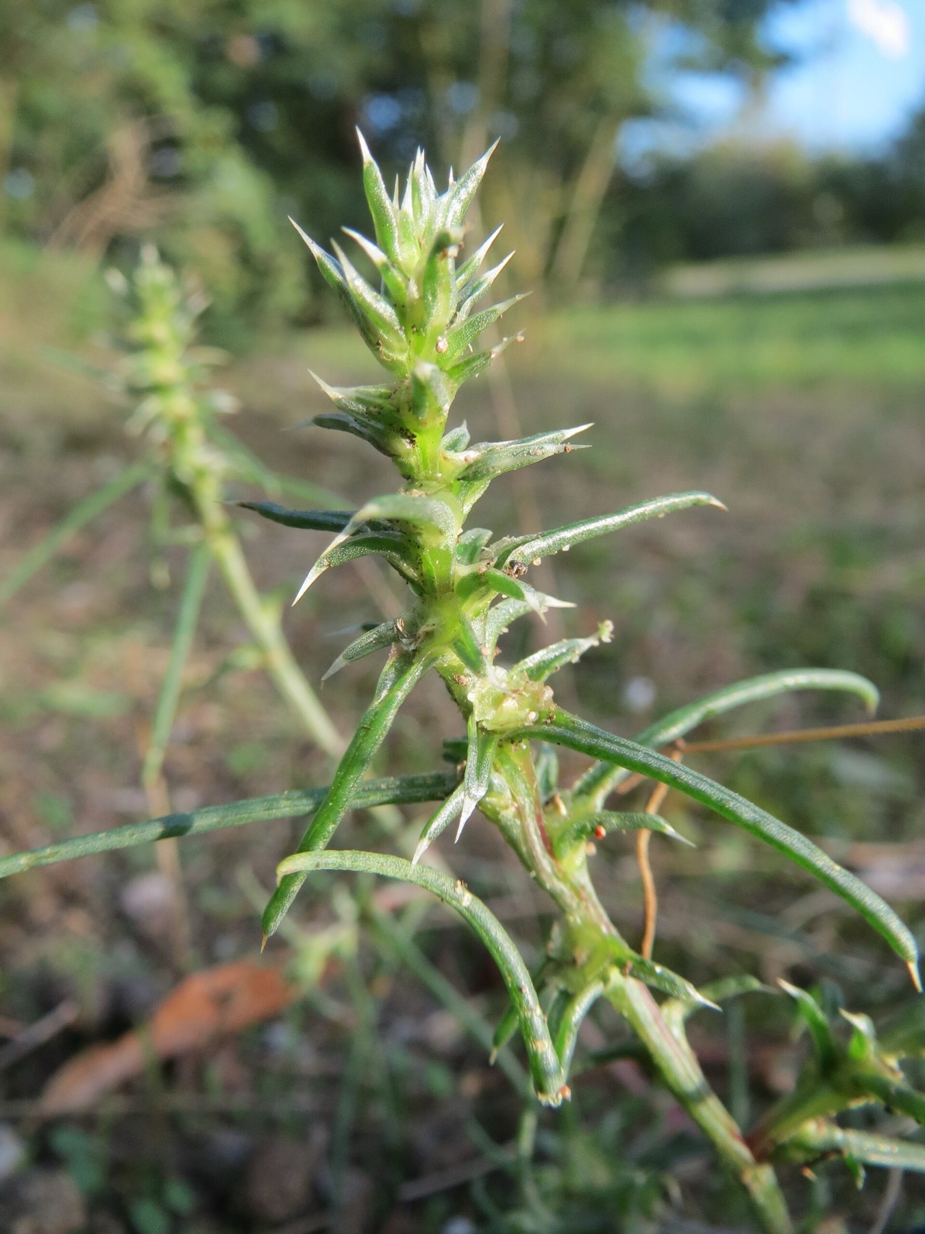 Russian Thistle — photo 4