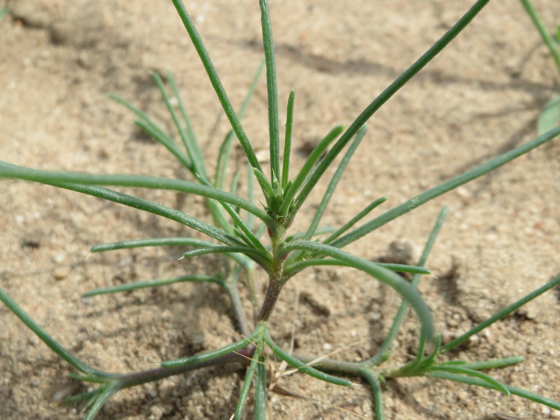 Russian Thistle — photo 5