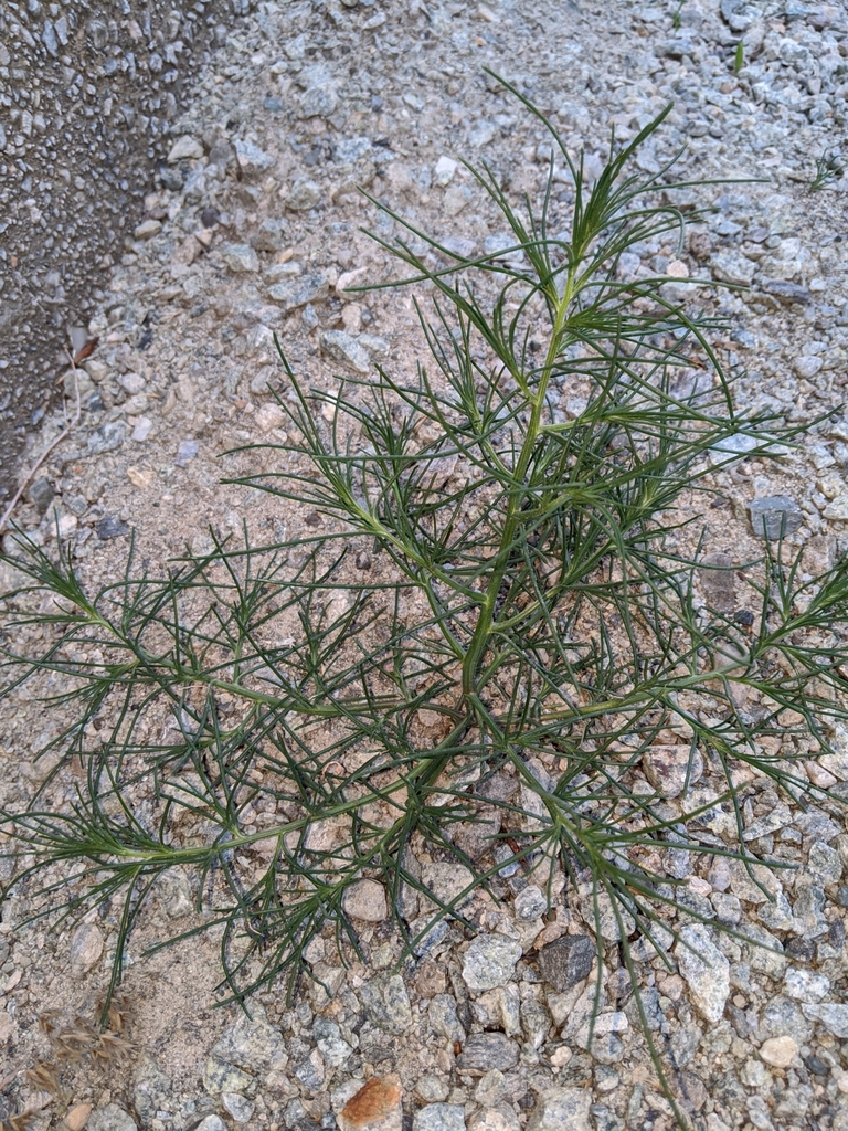 Russian Thistle — photo 23