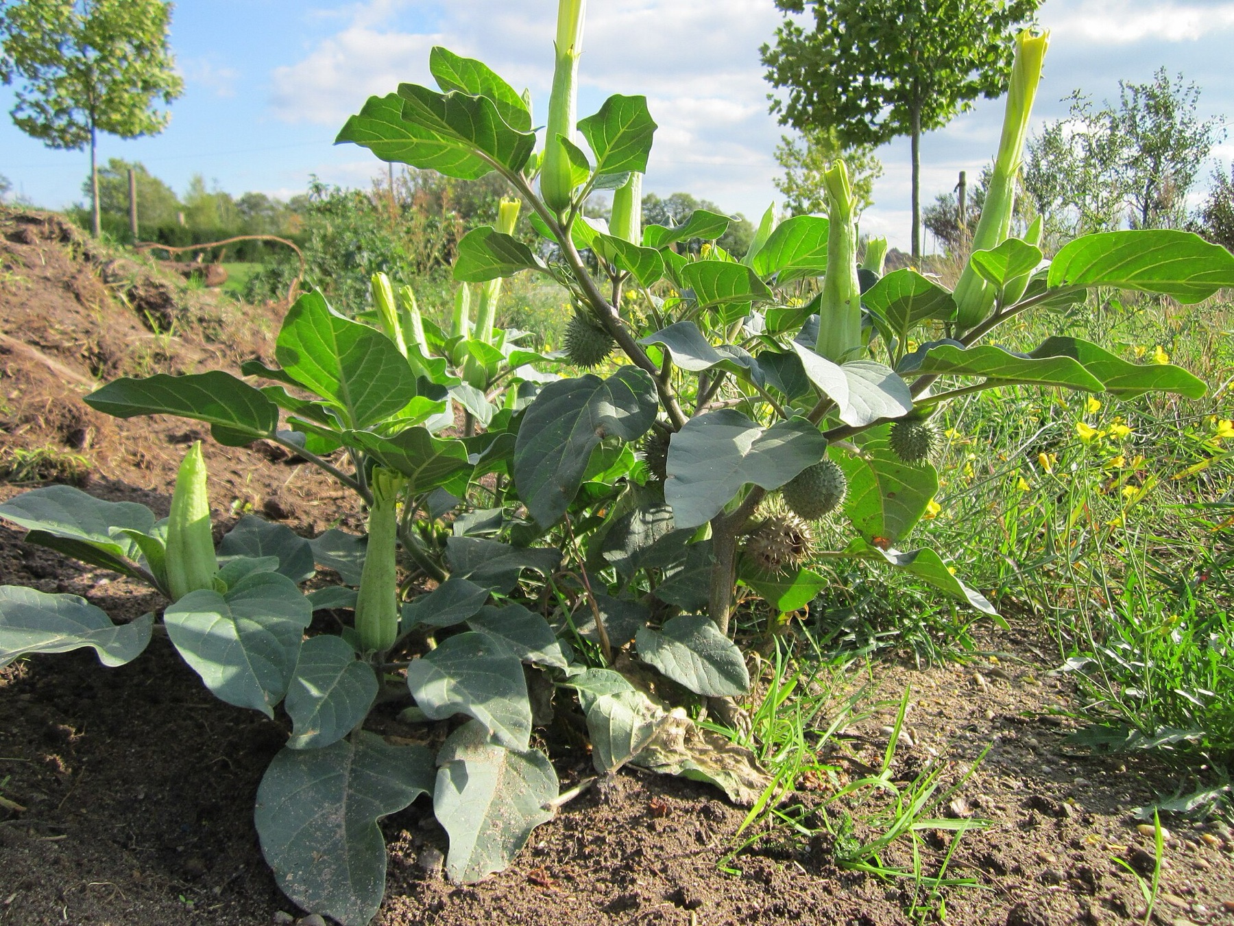 Sacred Datura — photo 6