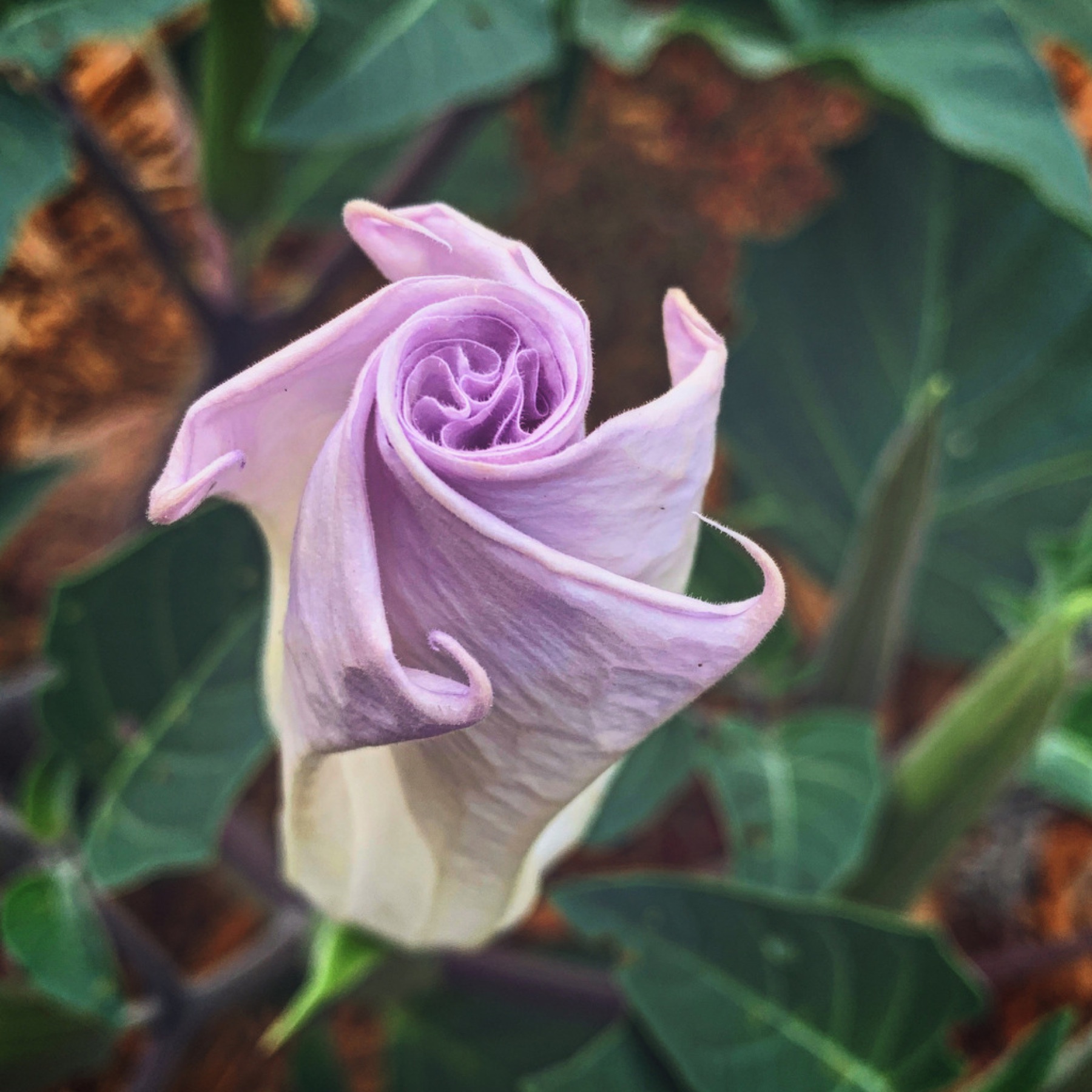 Sacred Datura — photo 8