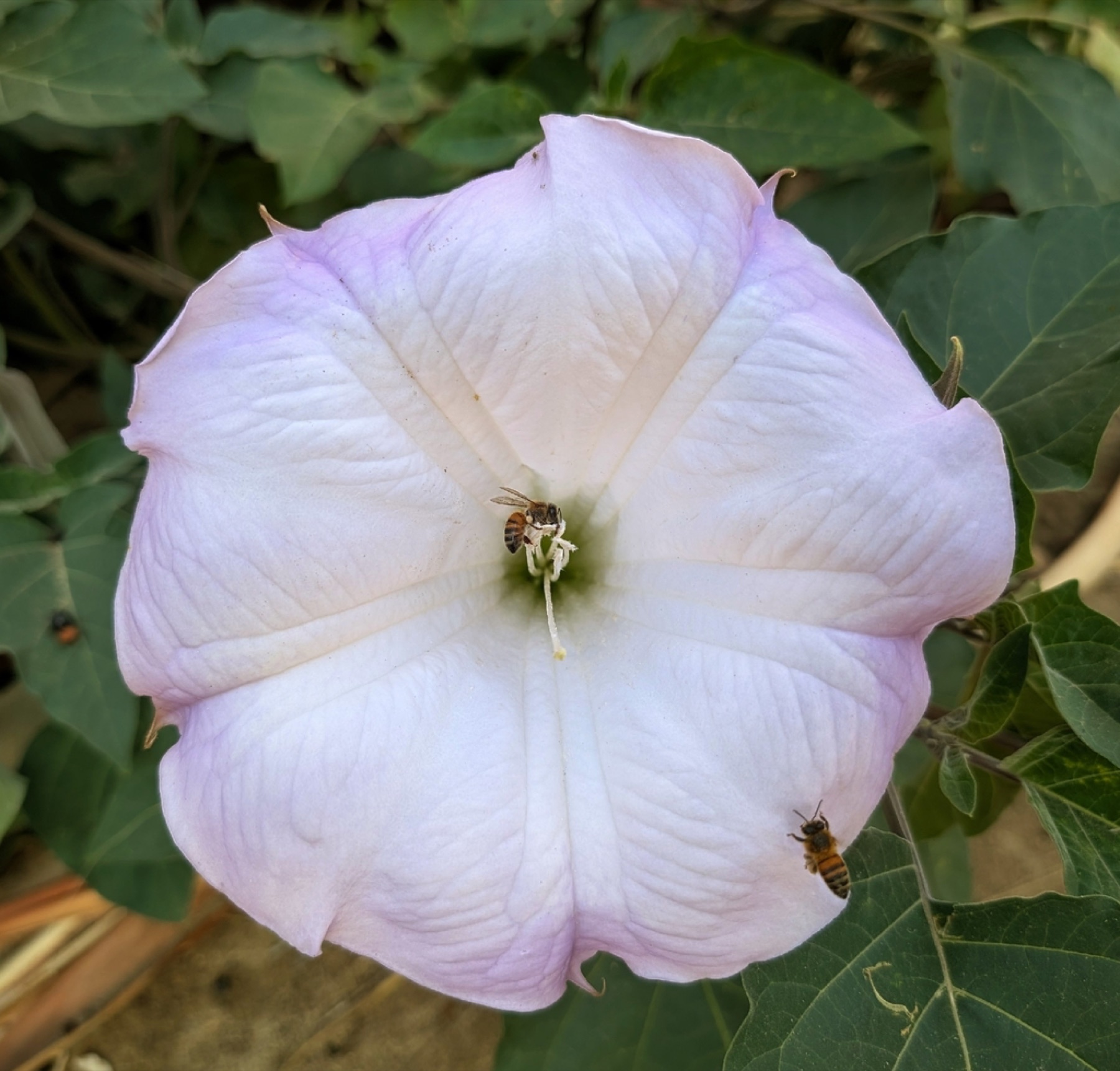 Sacred Datura — photo 9