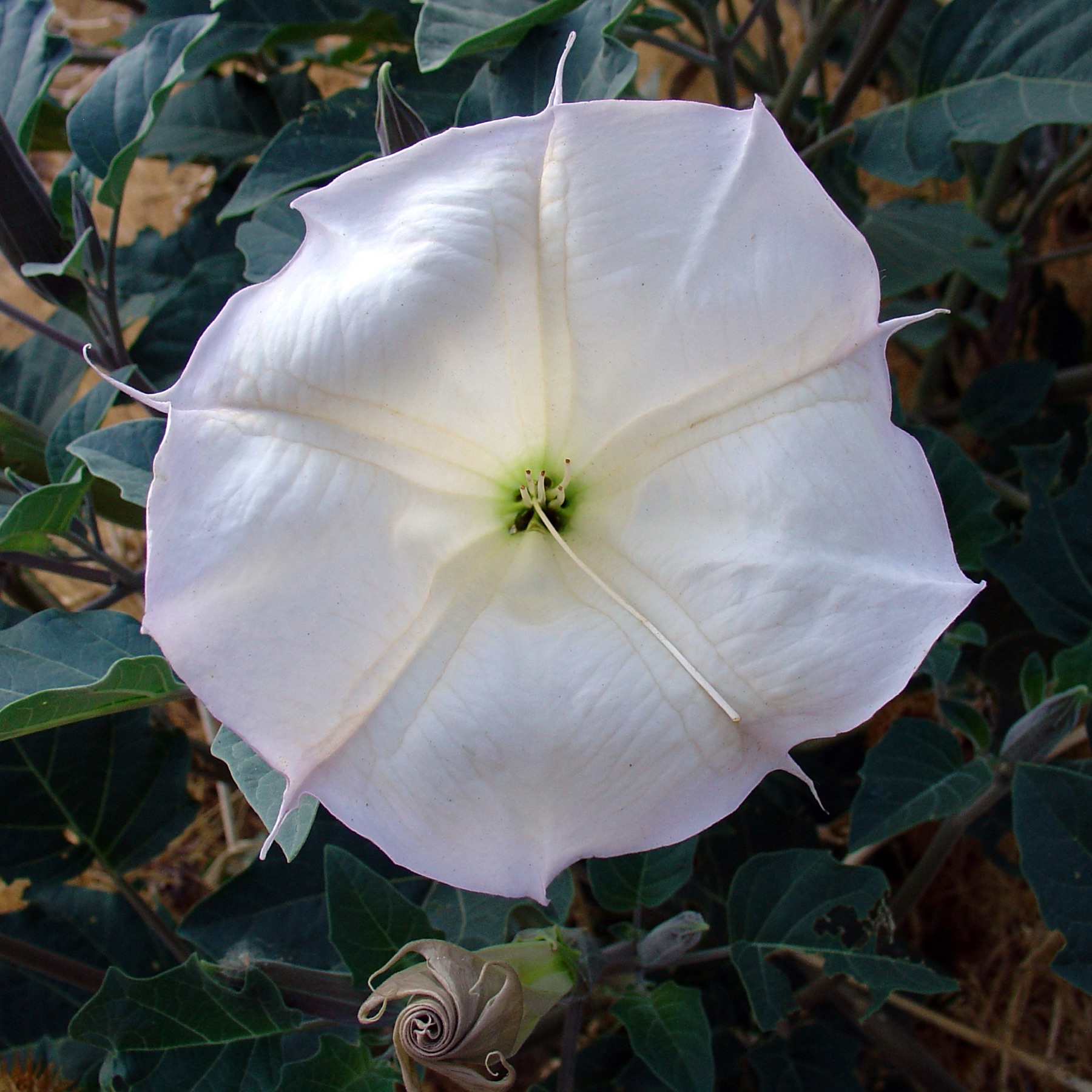 Sacred Datura — photo 10