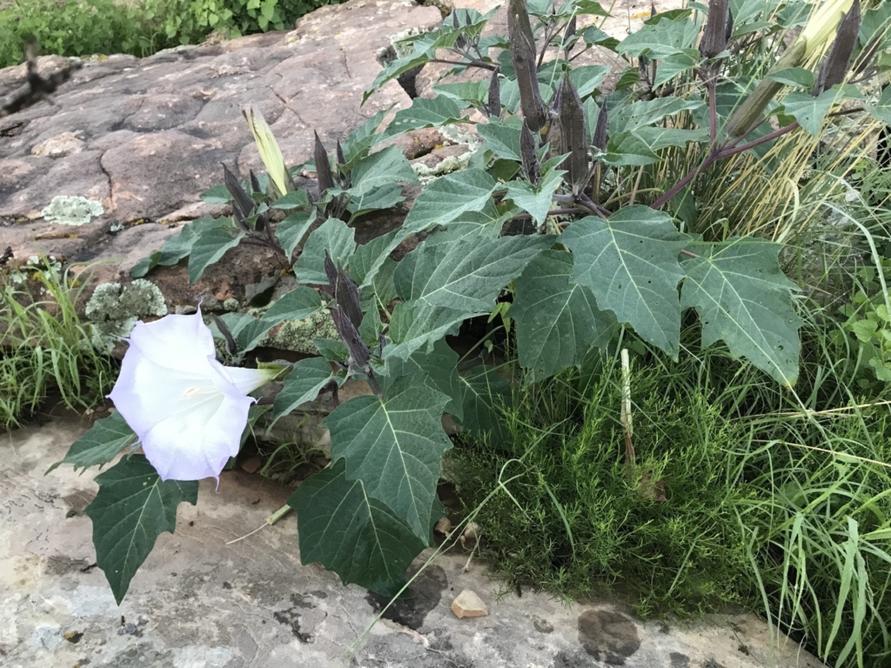 Sacred Datura — photo 11