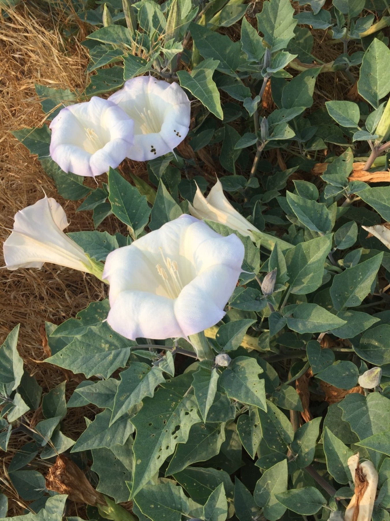 Sacred Datura — photo 12
