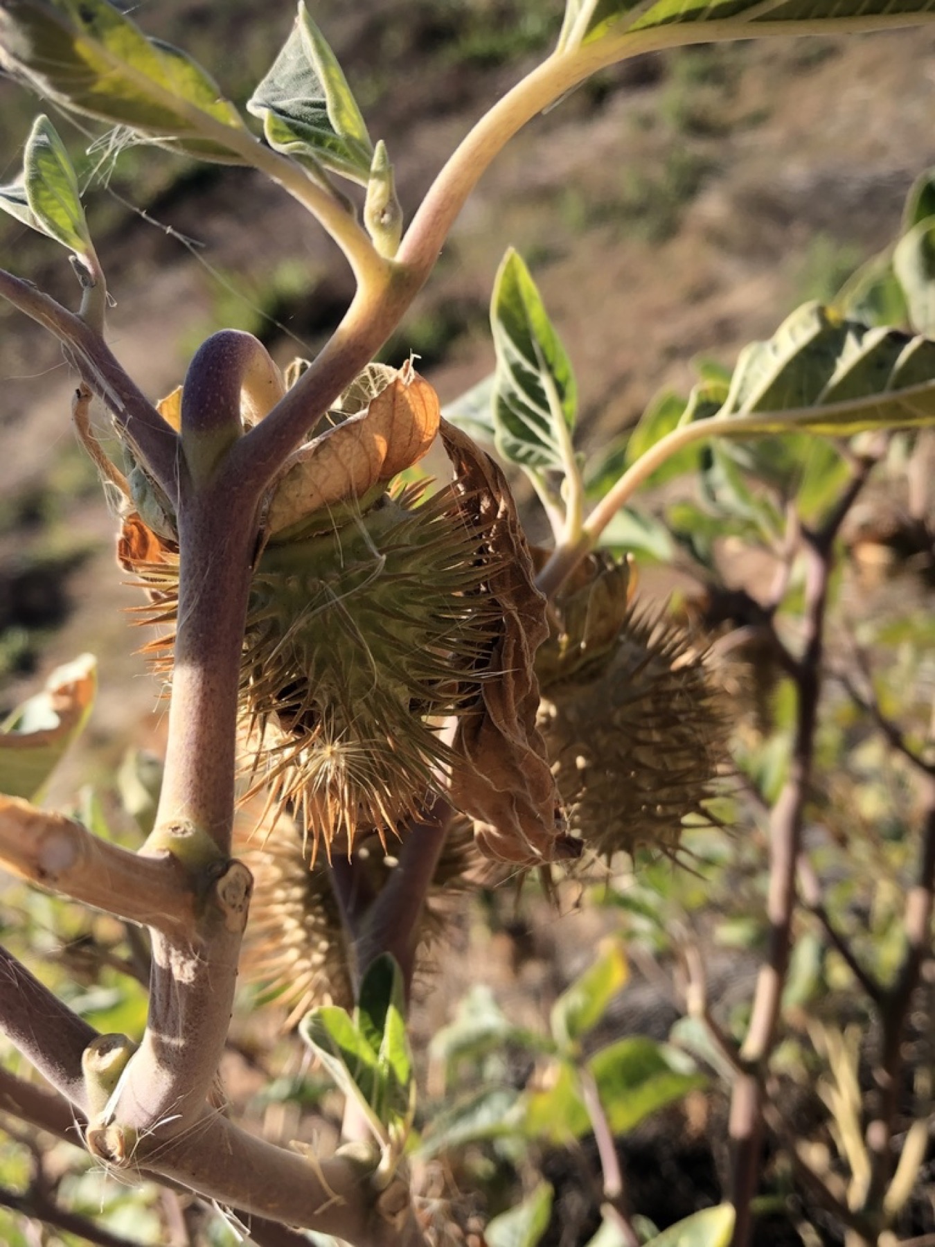 Sacred Datura — photo 13